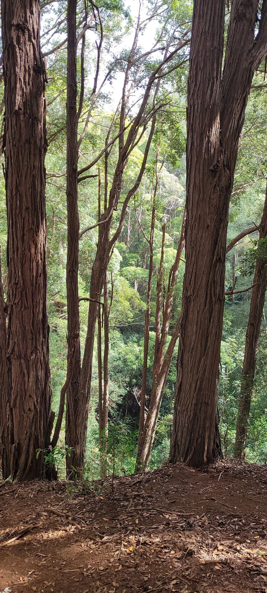 Tall tree trunks frame a bright, green forest valley view. - Wahiawa Hills Trail Loop