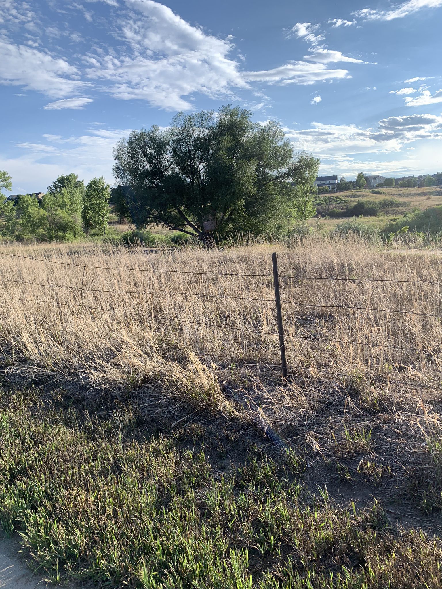 Wire fence in a golden field with a large green tree. - Rueter-Hess Reservoir – The Cherry Creek Trail loop from RidgeGate Parkway