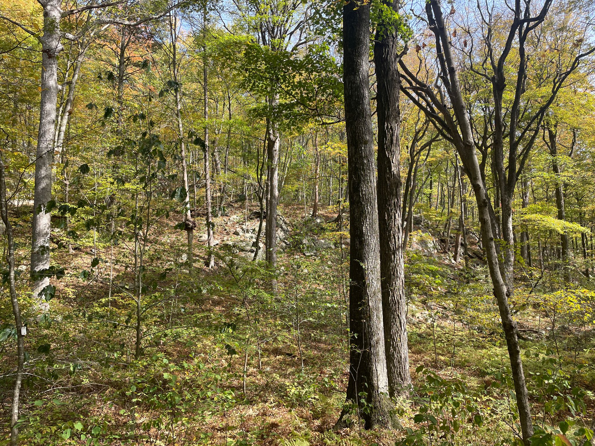 Sunlight filters through a dense forest with trees showing autumn colors. - Monks Trail Loop