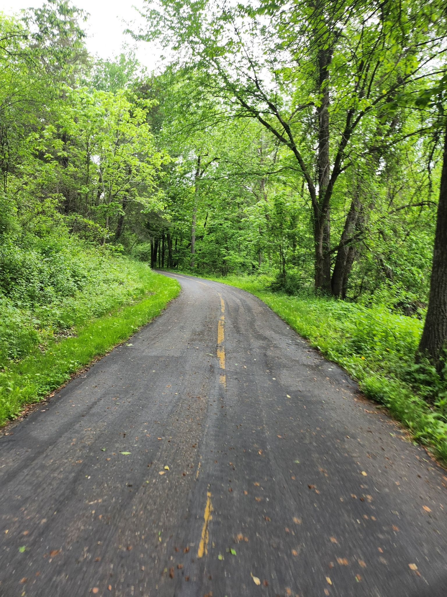 A winding paved path with a yellow line through a dense green forest on an overcast day. - Rest stop loop from Schmidt WMA