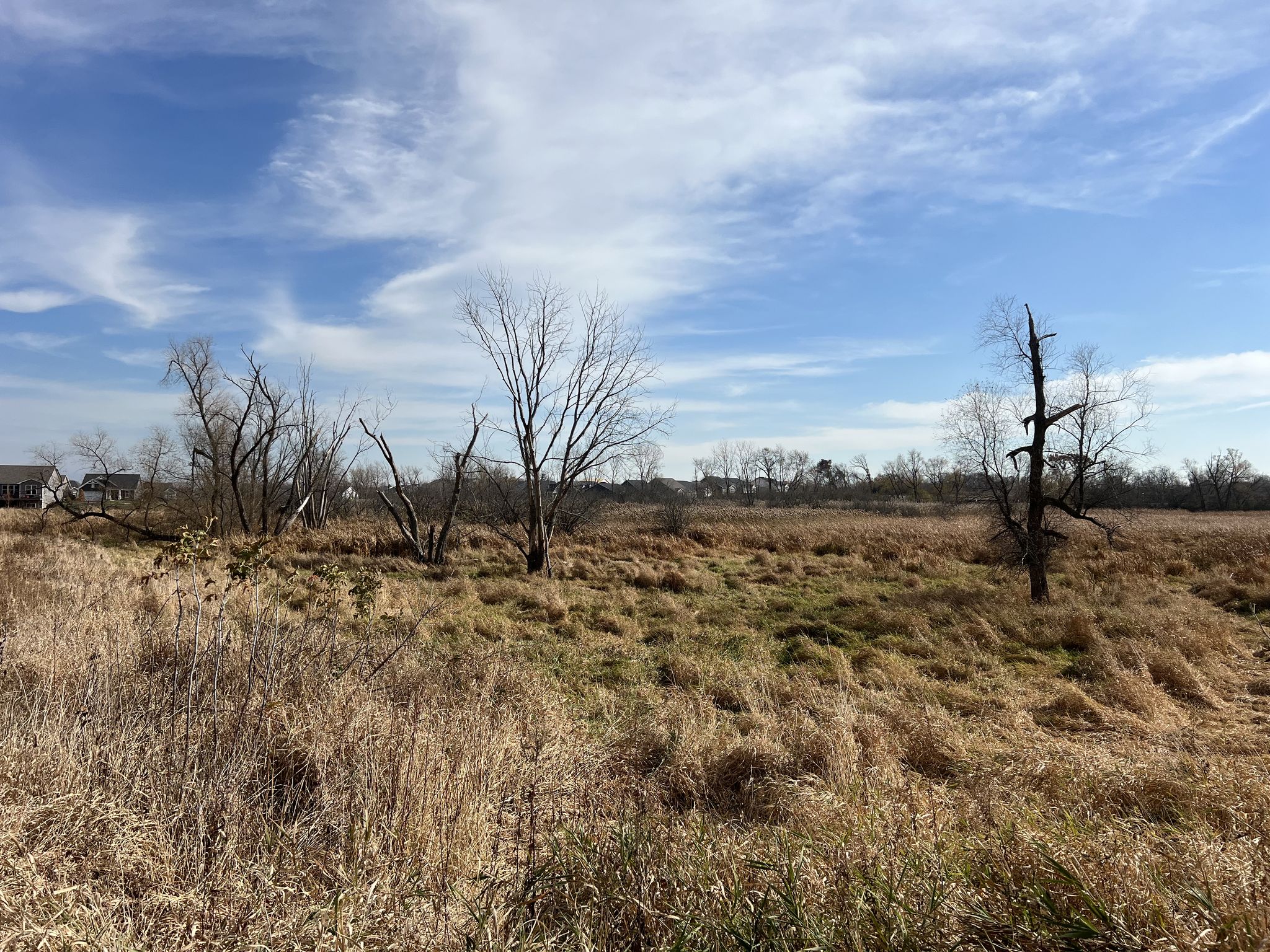Expansive field of dry grass with several bare trees under a cloudy sky. - Millennium Trail: Fourth Lake Section