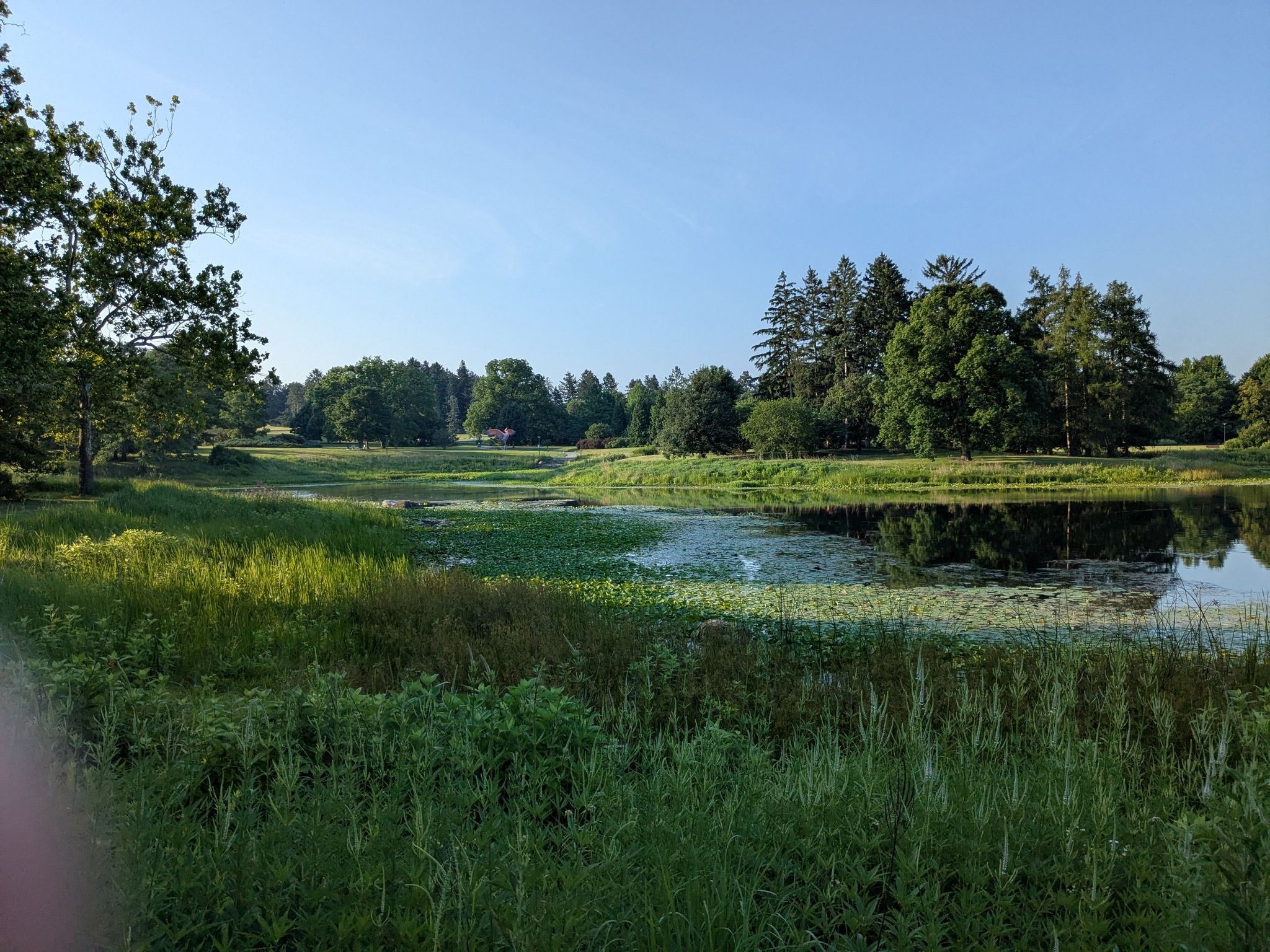 A wide pond with lily pads, surrounded by green grass and distant trees. - Main Route East