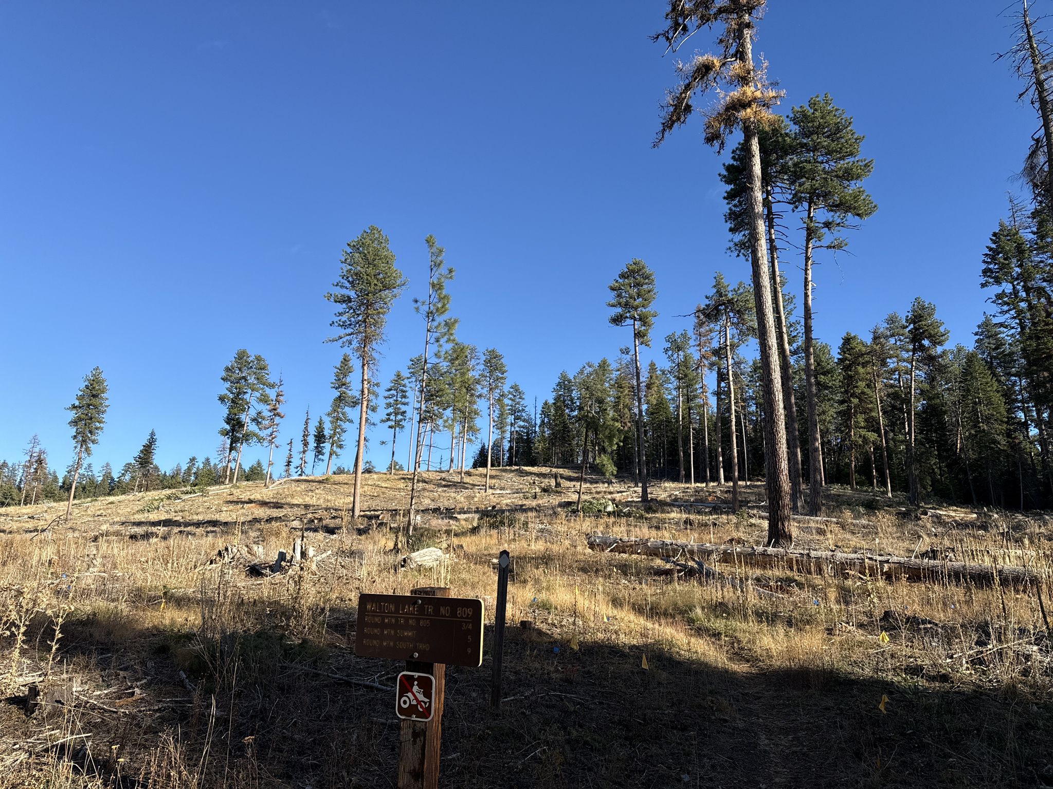 A sunny, grassy hillside with scattered pine trees and a trail sign. - Walton Lake and Round Mountain Loop