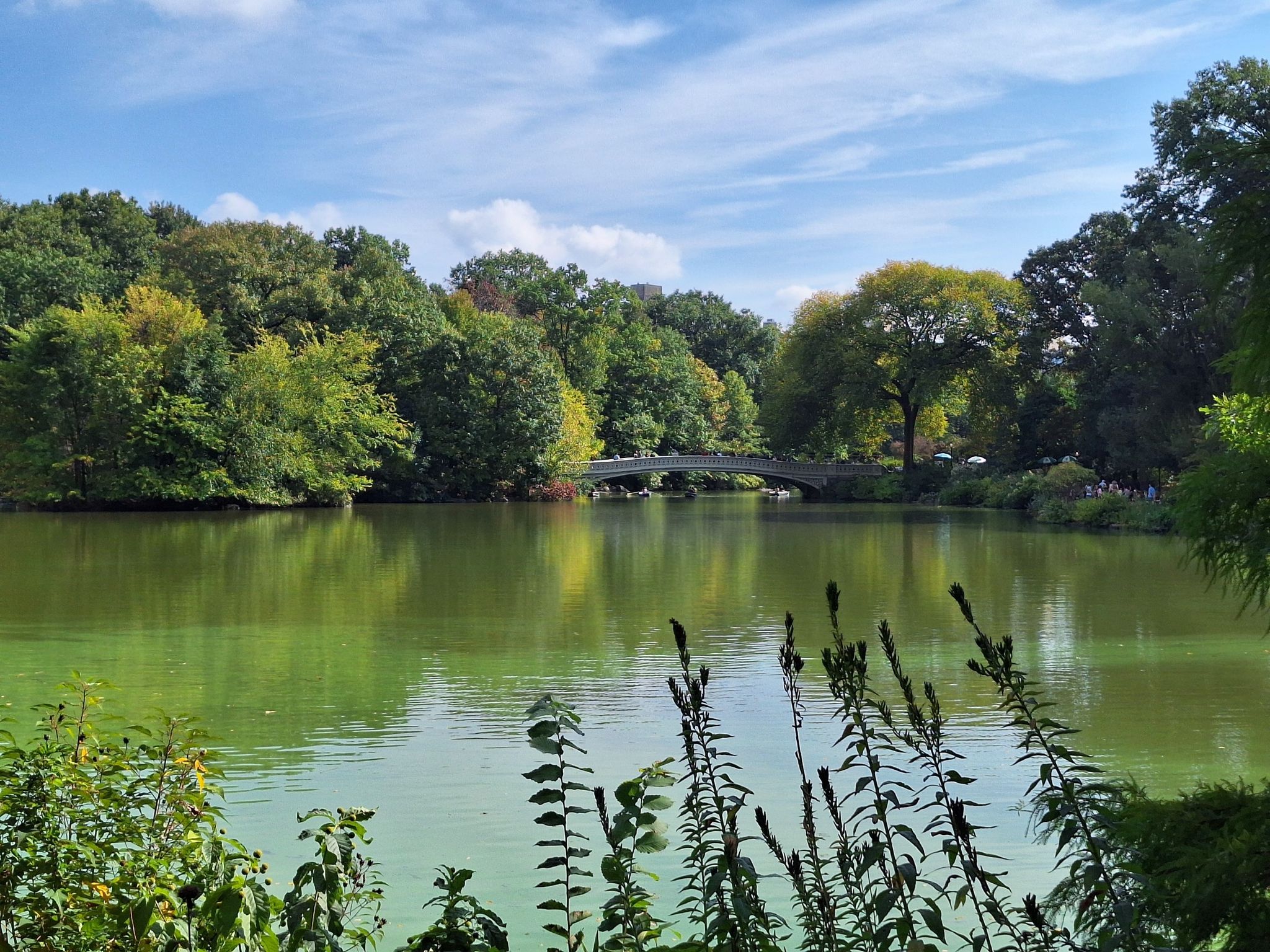 A green-tinted lake with a stone arch bridge and lush green foliage. - Central Park Loop
