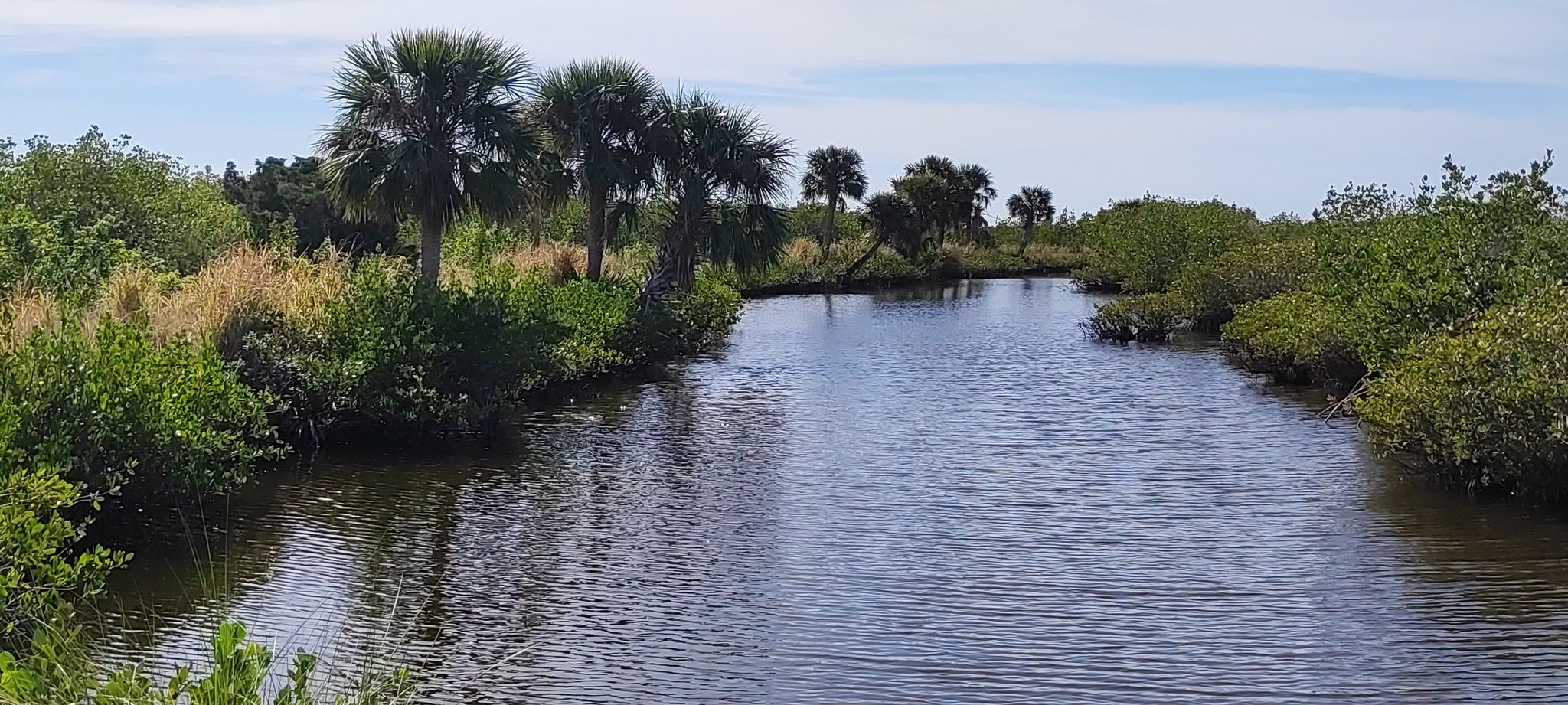 A calm waterway surrounded by lush green vegetation and palm trees on a sunny day. - Cruickshank Trail