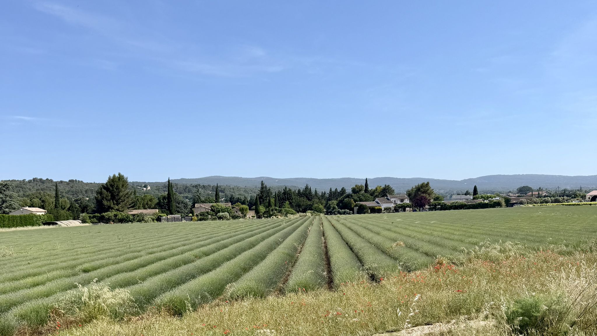 Lavendel vor Vaucluse