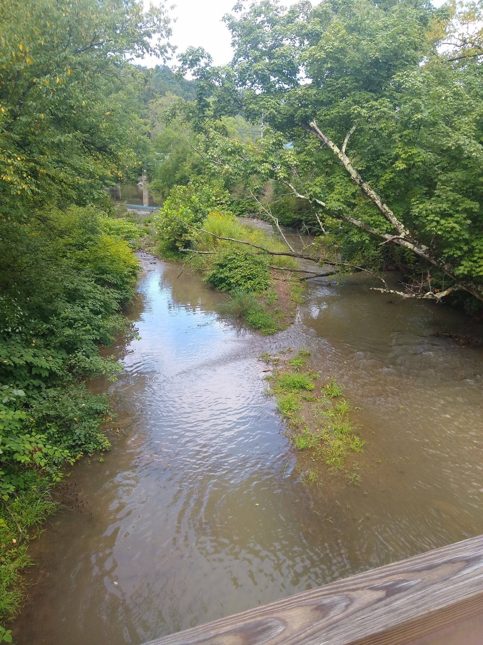 A shallow, muddy river flowing through a lush green forest. - Rachel Carson Trail: Gibsonia Road to Springdale