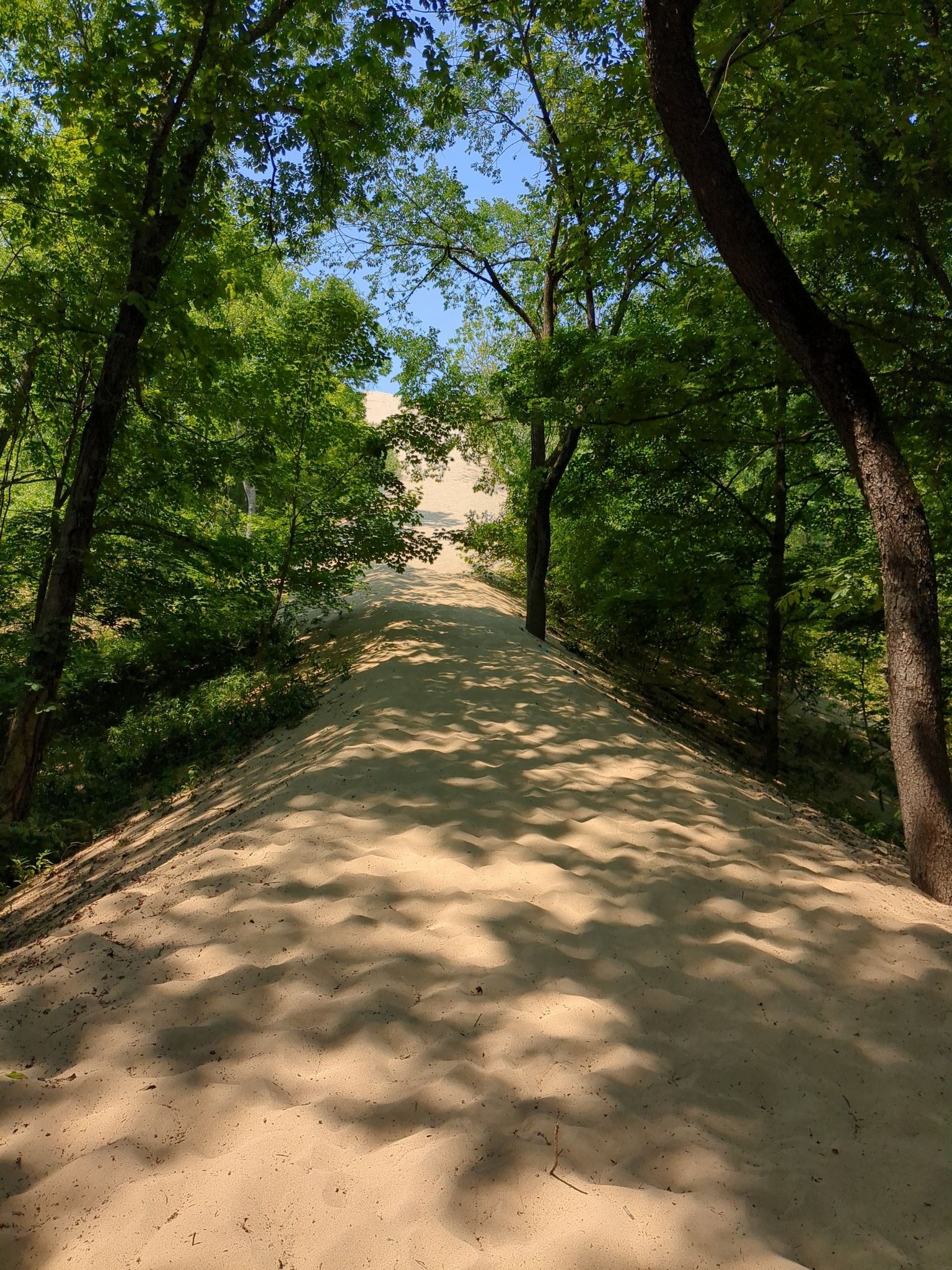 A steep, sandy path ascends a dune, framed by green trees. - Great Warren Dune Trail