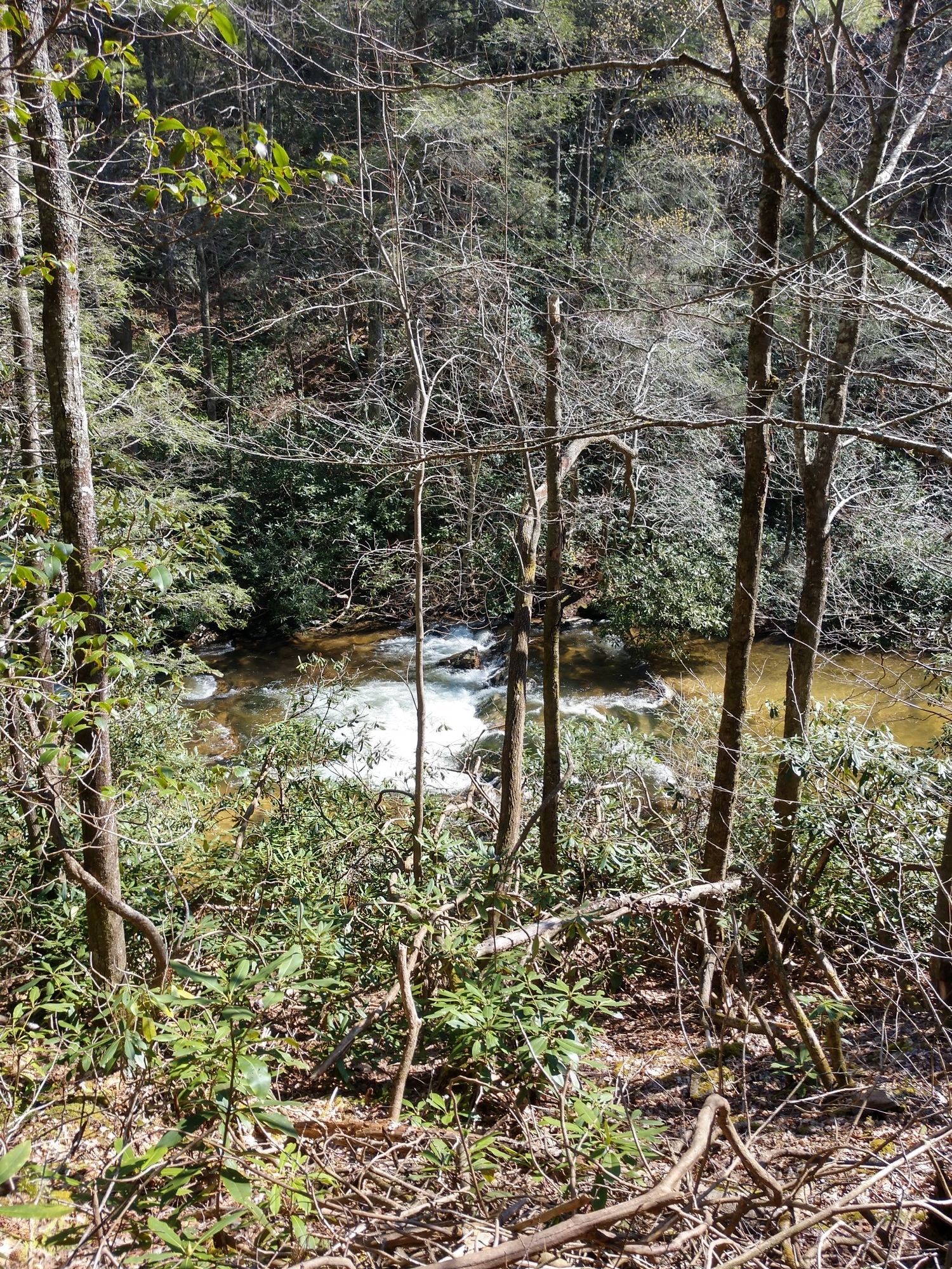 Rushing river through a dense, sunlit forest with bare and green trees. - Laurel Falls via Appalachian Trail