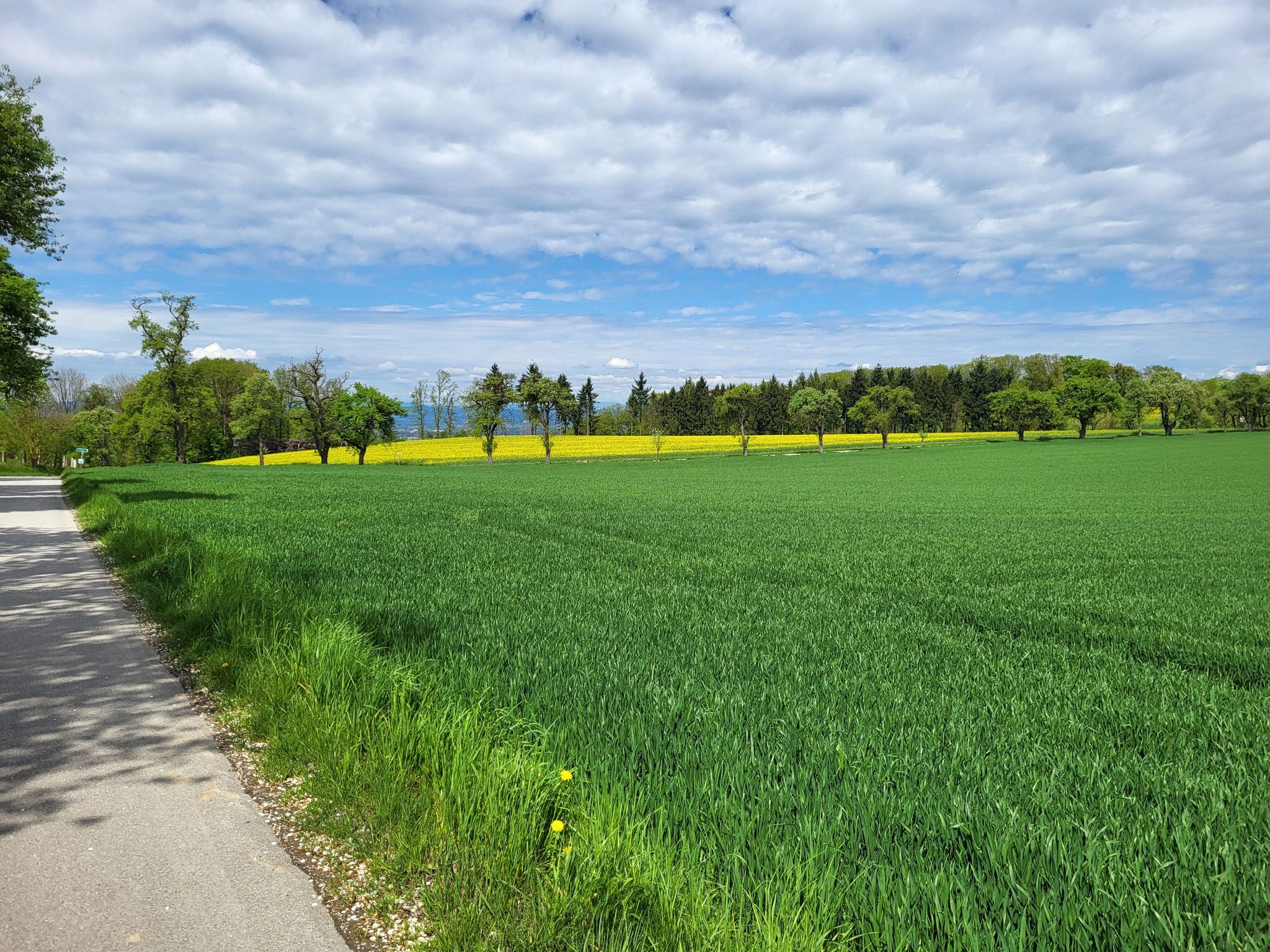Baumalle in Aichberg-Forst