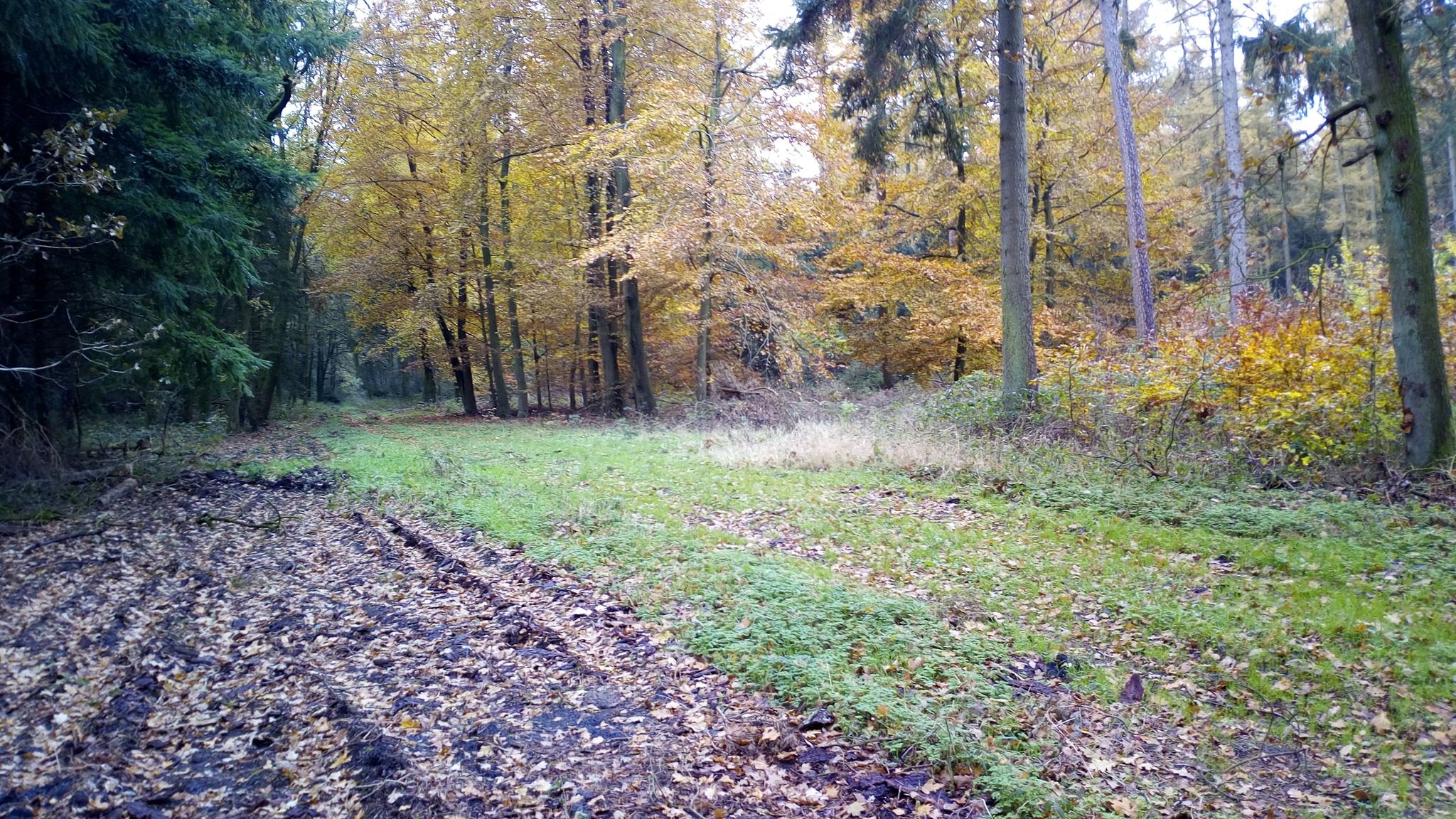 B 74 - ein kurzer Abstecher und der Wald leuchtet selbst bei bedecktem Himmel