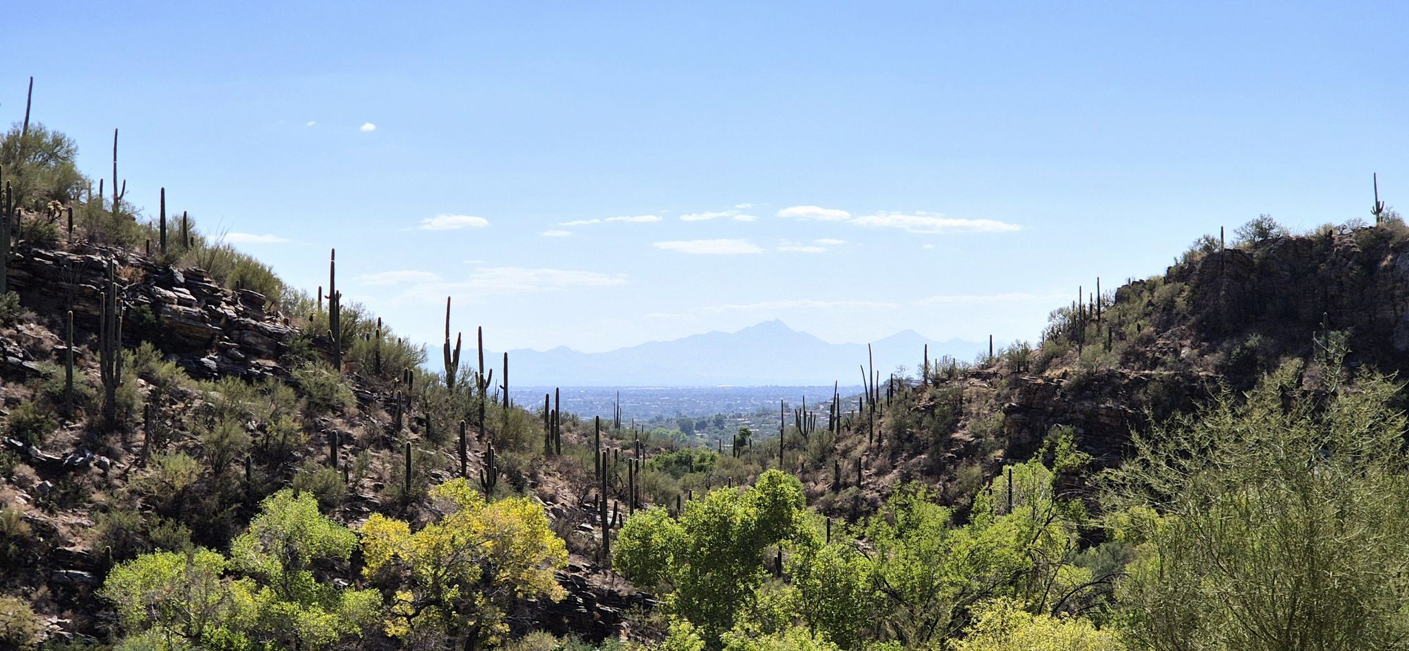 Wide desert canyon view with saguaro cacti, green trees, and distant mountains. - Sabino Walkway Loop