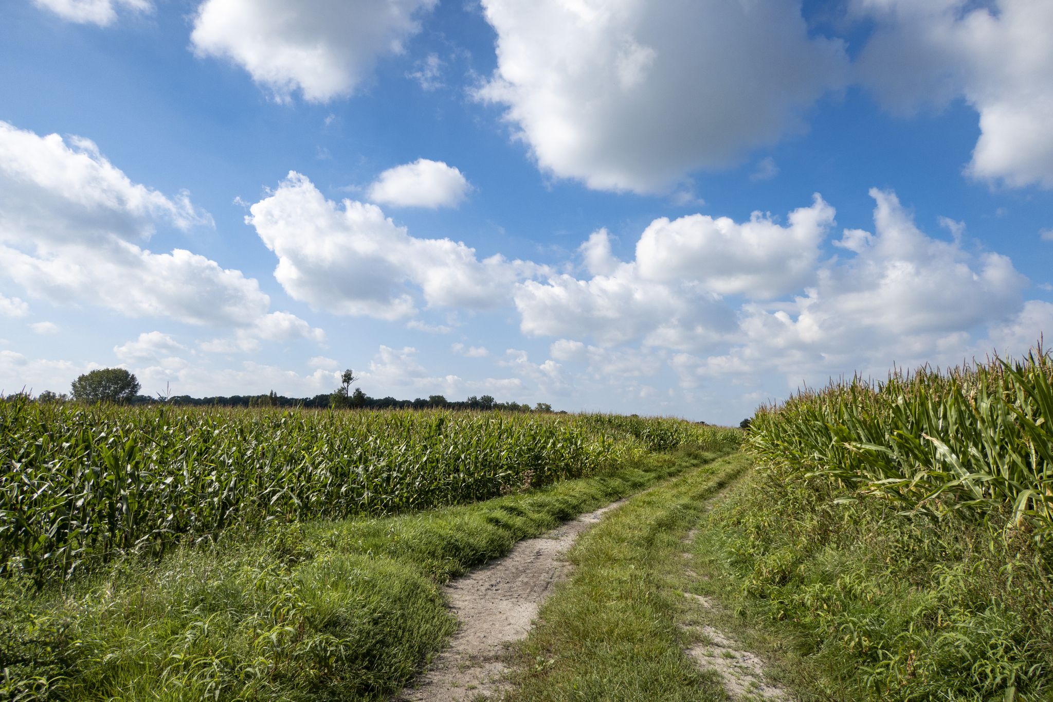 Over een veldweg naar Ruddervoorde