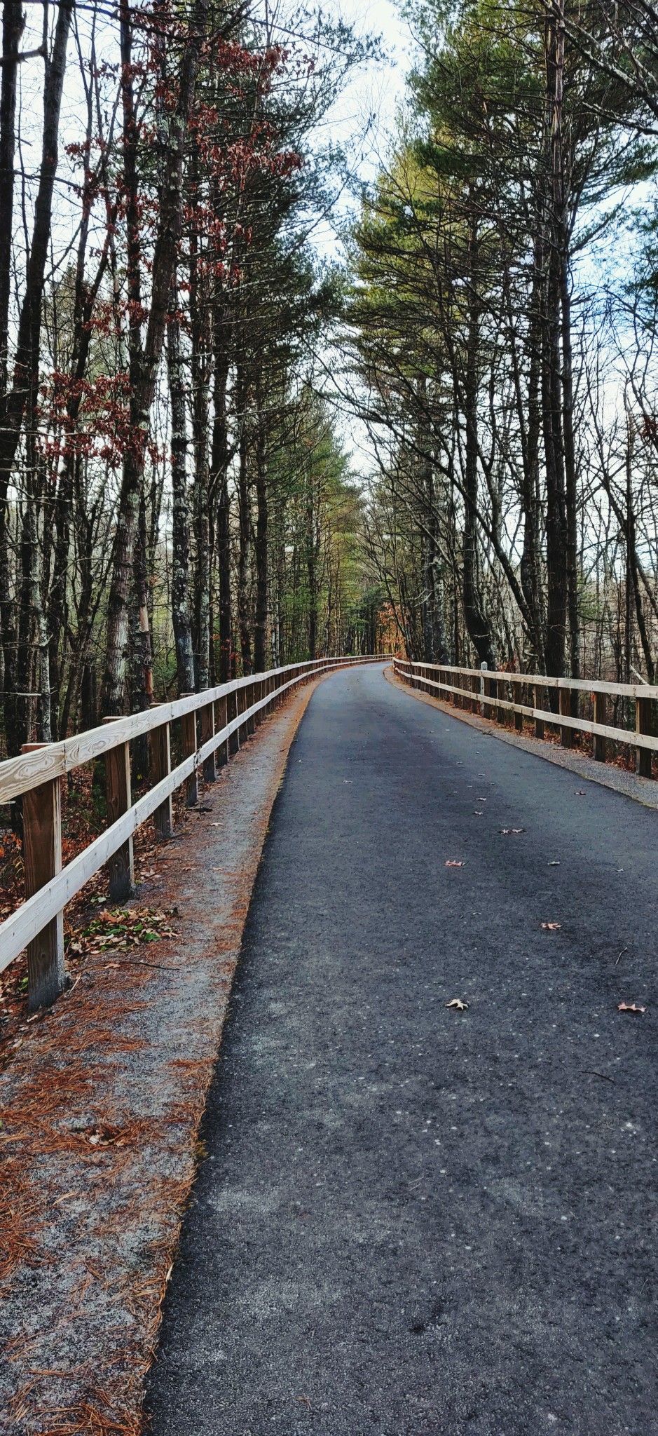 Paved path with wooden railings winding through a tall, dense forest. - Nara Pond loop from Great Elm Parcel
