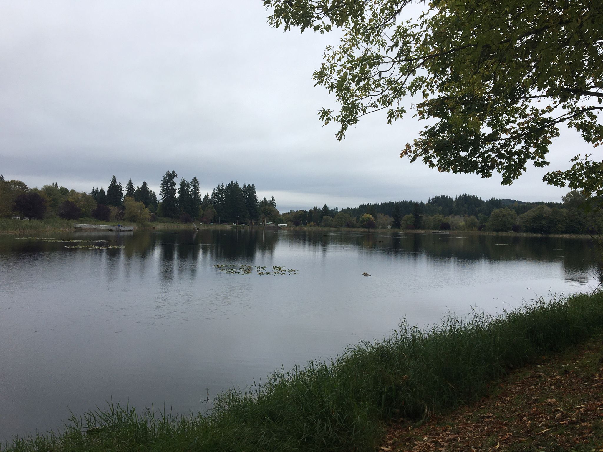 Overcast lake scene with green trees, lily pads, and a gray sky. - Vernonia loop via Nehalem Highway