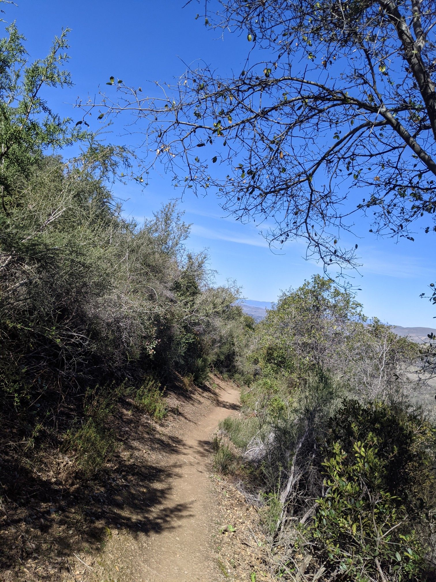 A narrow dirt trail winds through dense green bushes under a blue sky. - Mount Olympia and North Peak Loop