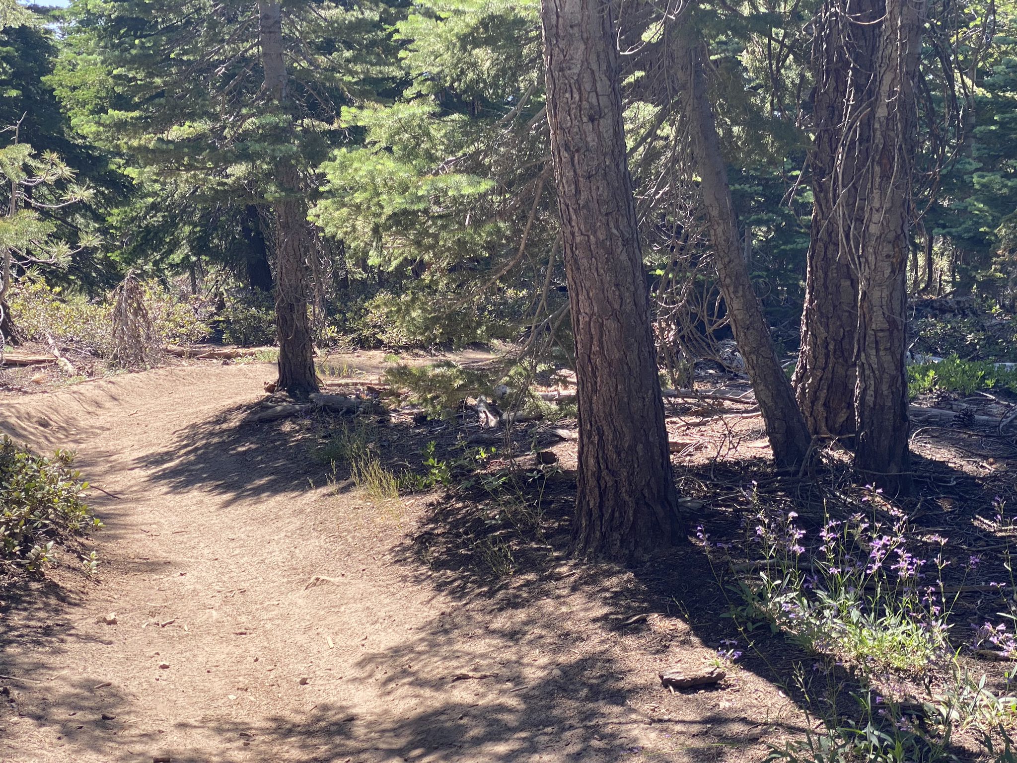 A sunlit dirt trail winds through a forest of tall pine trees. - Tahoe Rim Trail: Daggett Pass to Genoa Peak