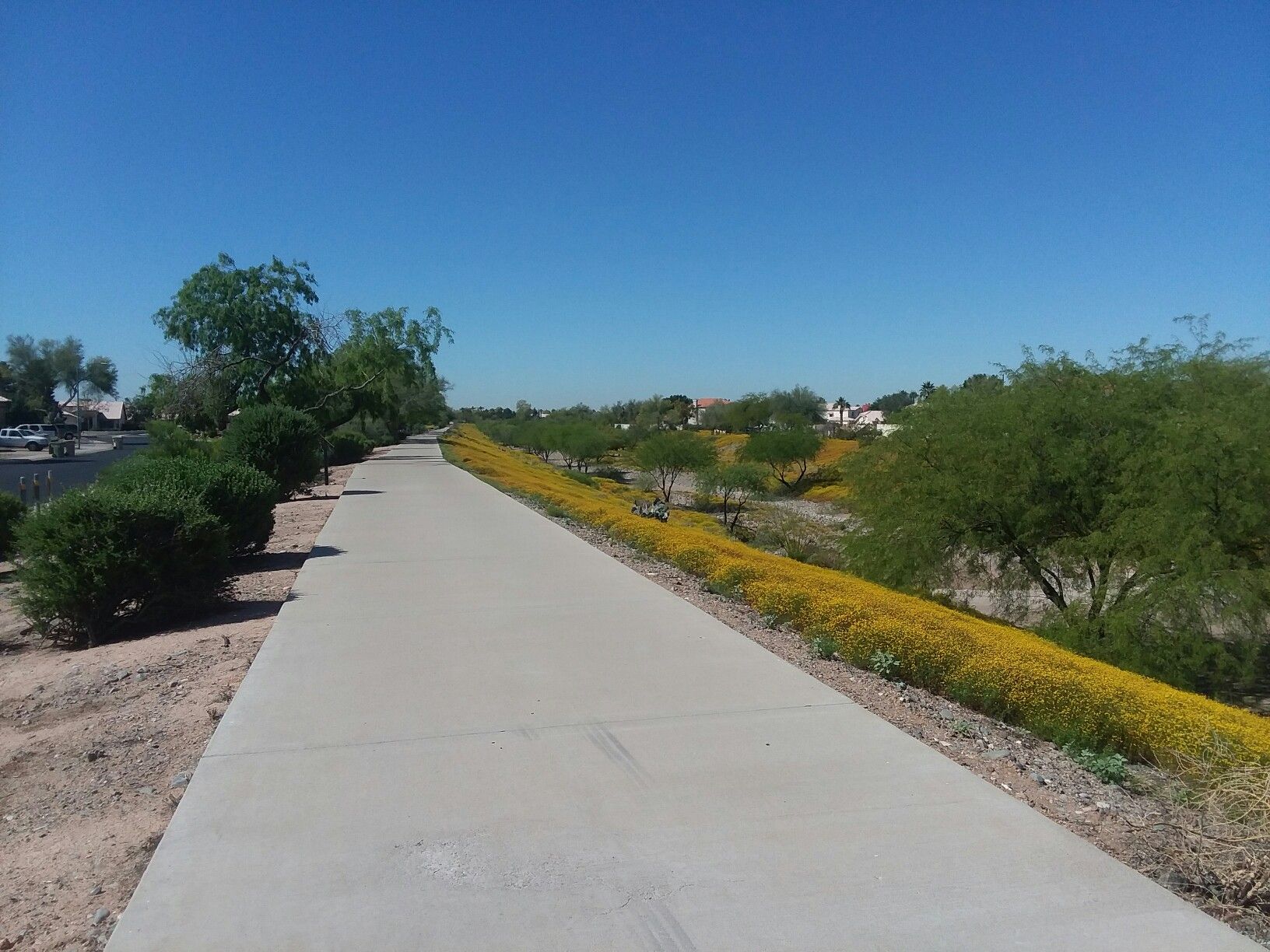 Long paved path bordered by vibrant yellow flowers and green bushes under clear sky. - Sunset Vista Park loop from Abrazo Arrowhead Campus