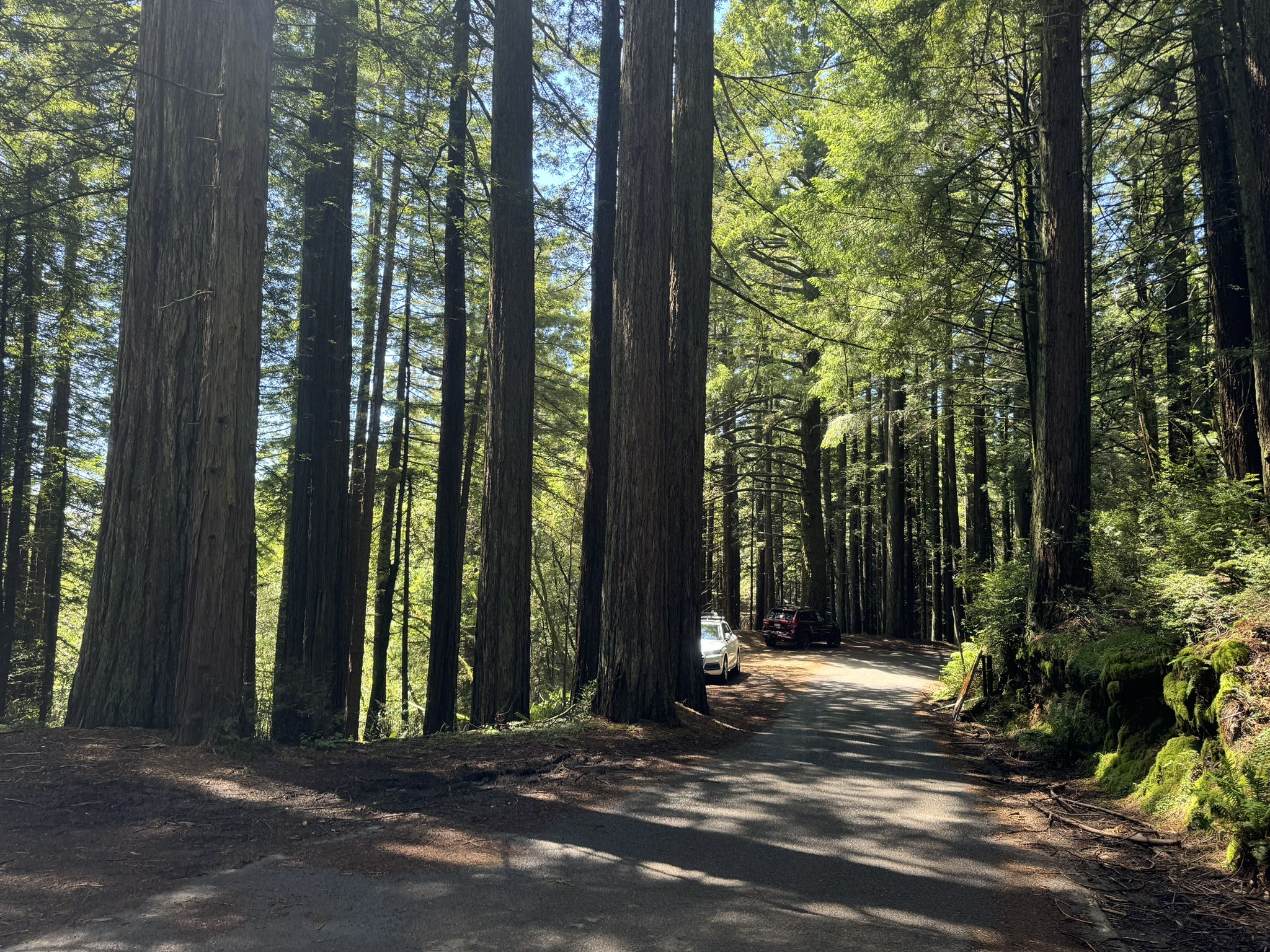 Tall, straight trees line a winding paved road with dappled sunlight. - Mickey O' Brien Trail to Coastal Trail loop