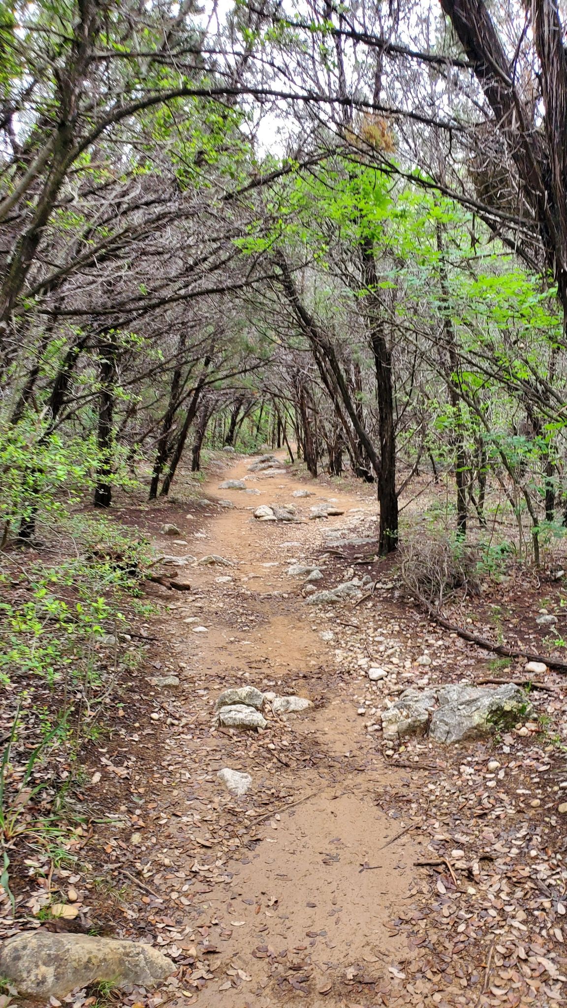 Shaded dirt path winding through a tunnel of arching trees. - Barton Creek Greenbelt loop from Barton Creek Greenbelt