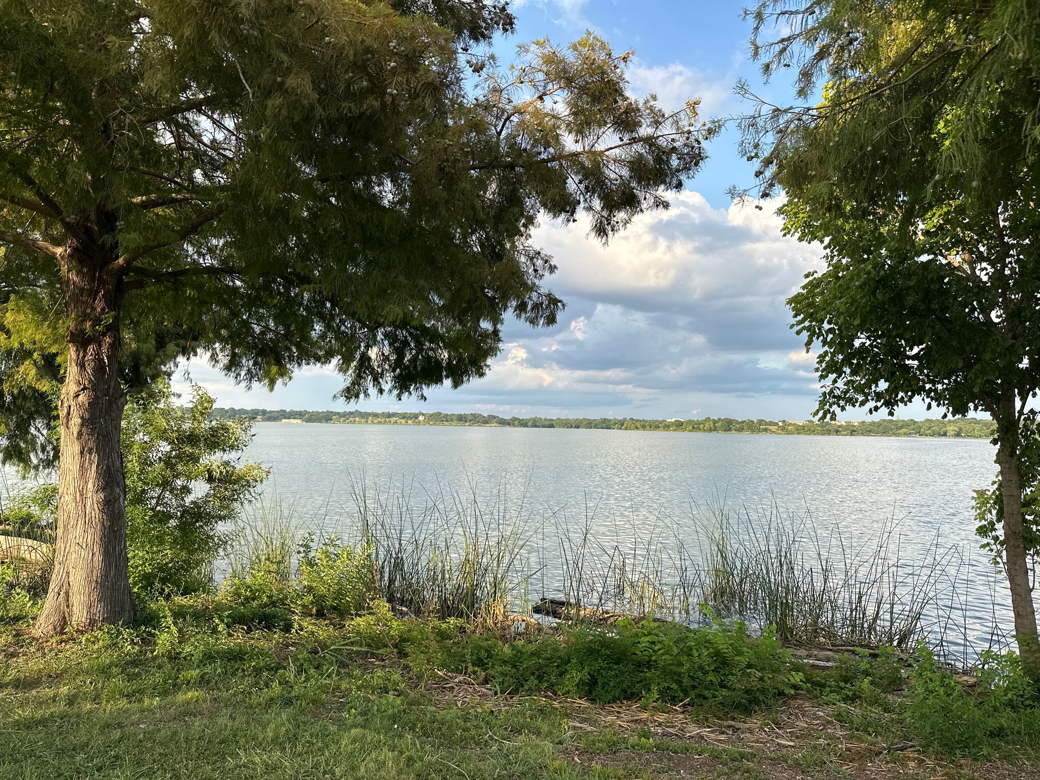 Calm lake seen through green trees and tall grass under a cloudy sky. - White Rock Lake – White Rock Trail loop from White Rock