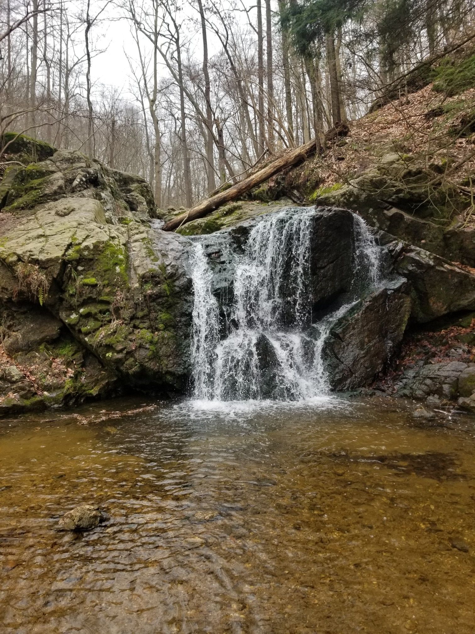 A small waterfall cascades over mossy rocks into a stream in a bare forest. - Lost Lake – Saw Mill Branch Tunnel loop from Belmont Estate
