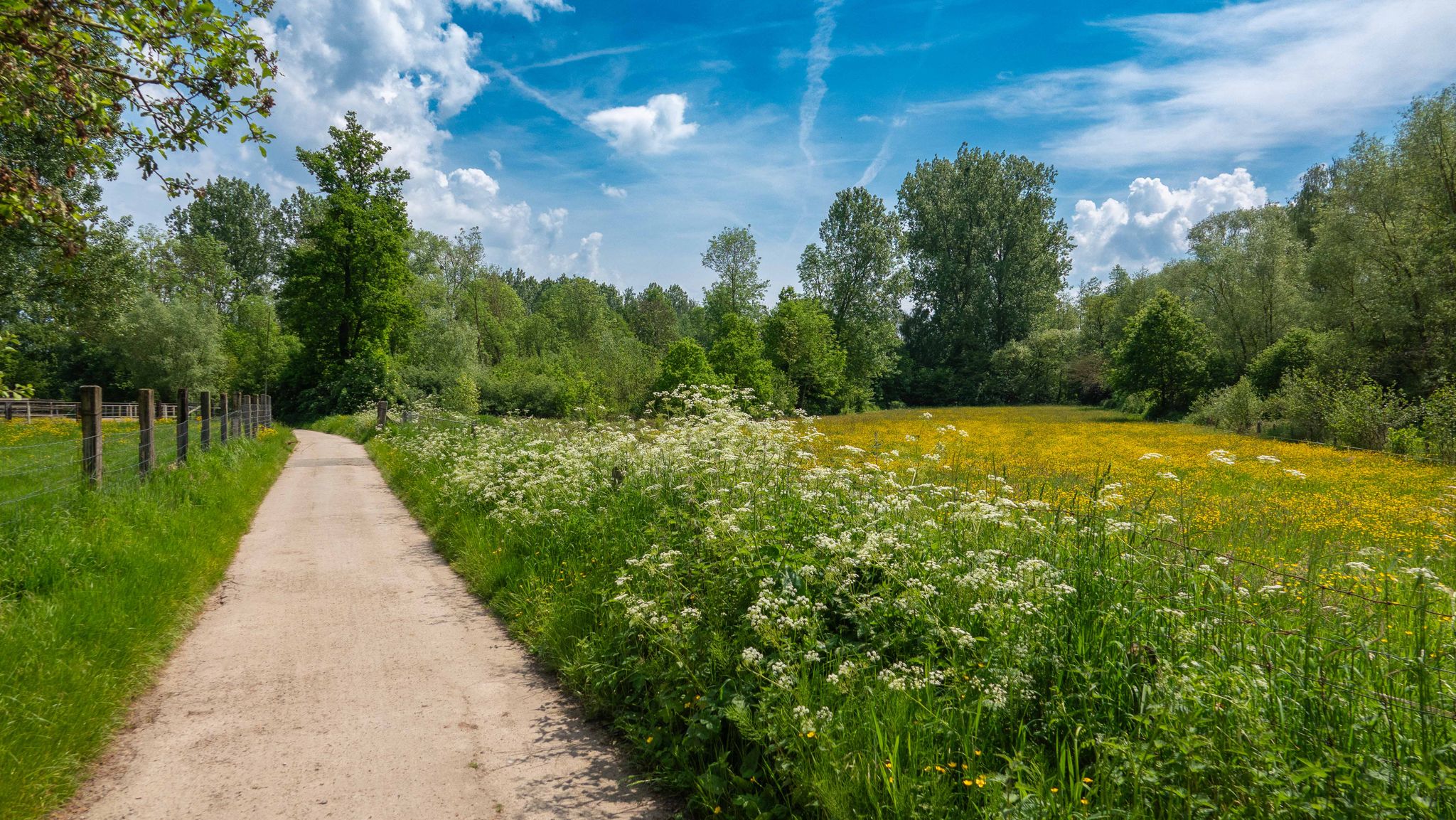 Gravel aan het zwembad, Liedekerke