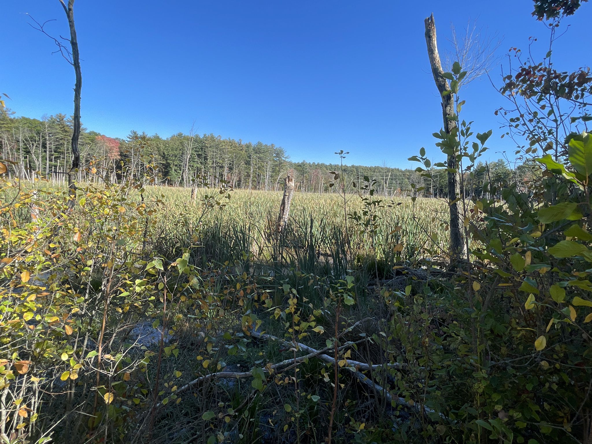 Sunny marshland with green reeds, bare tree trunks, and distant forest under blue sky. - Upper Charles Trail loop from Cedar Street Lot
