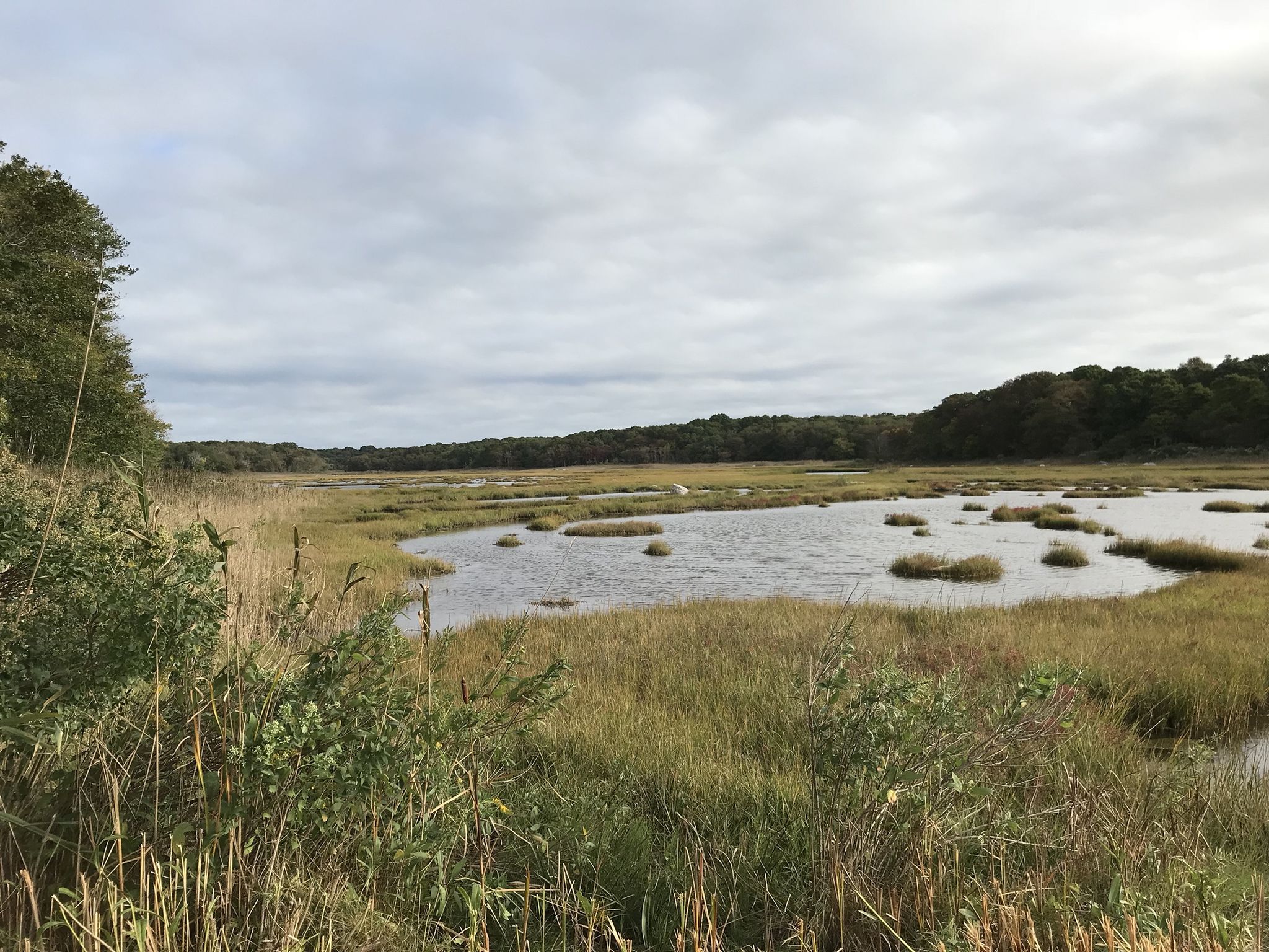 Overcast view of a vast marshland with water, tall grasses, and distant trees. - Barn Island Loop