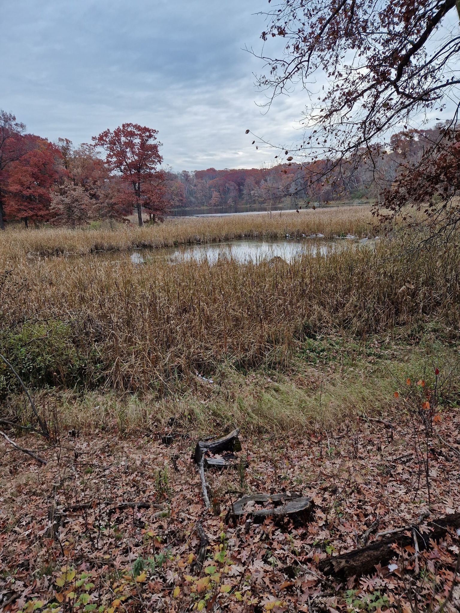 Overcast view of a lake surrounded by tall dry grass and autumn trees. - Portage Lake Loop