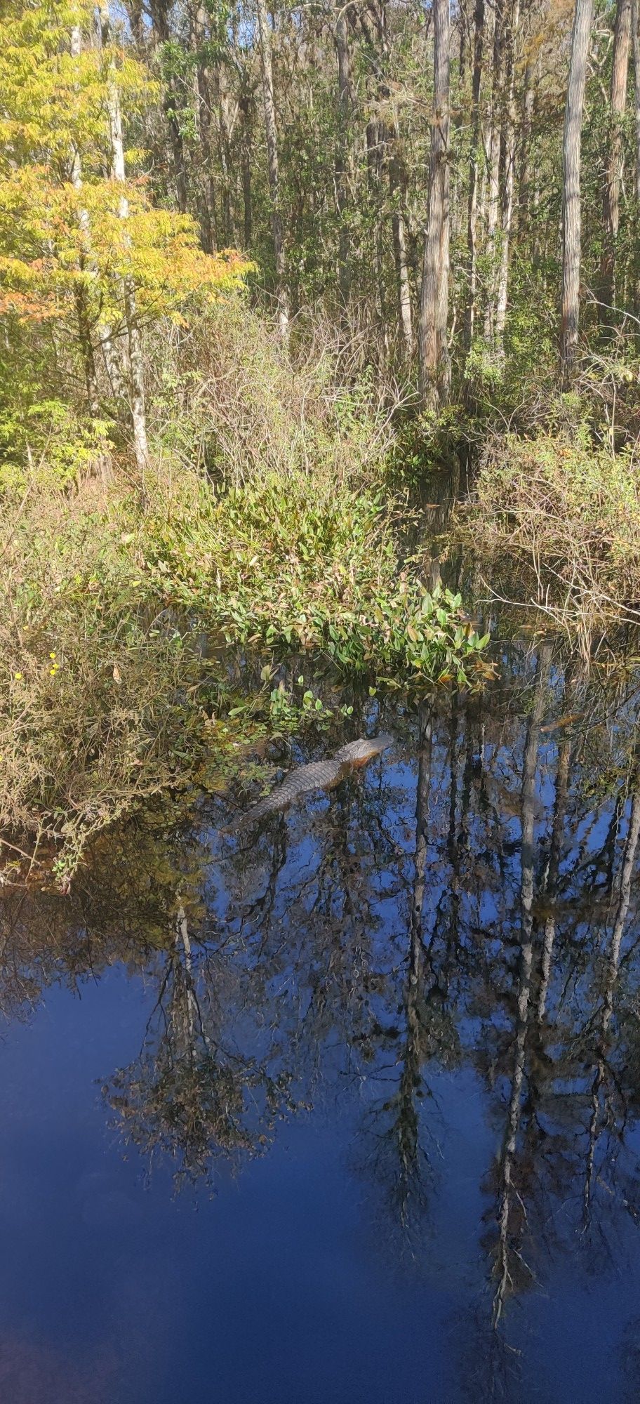Alligator partially submerged in dark water, reflecting surrounding trees. - Van Fleet State Trail