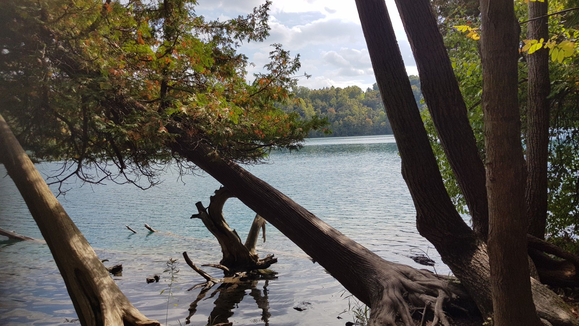 Fallen trees partially submerged in a lake, with a cloudy sky. - Green Lake to Round Lake Trail