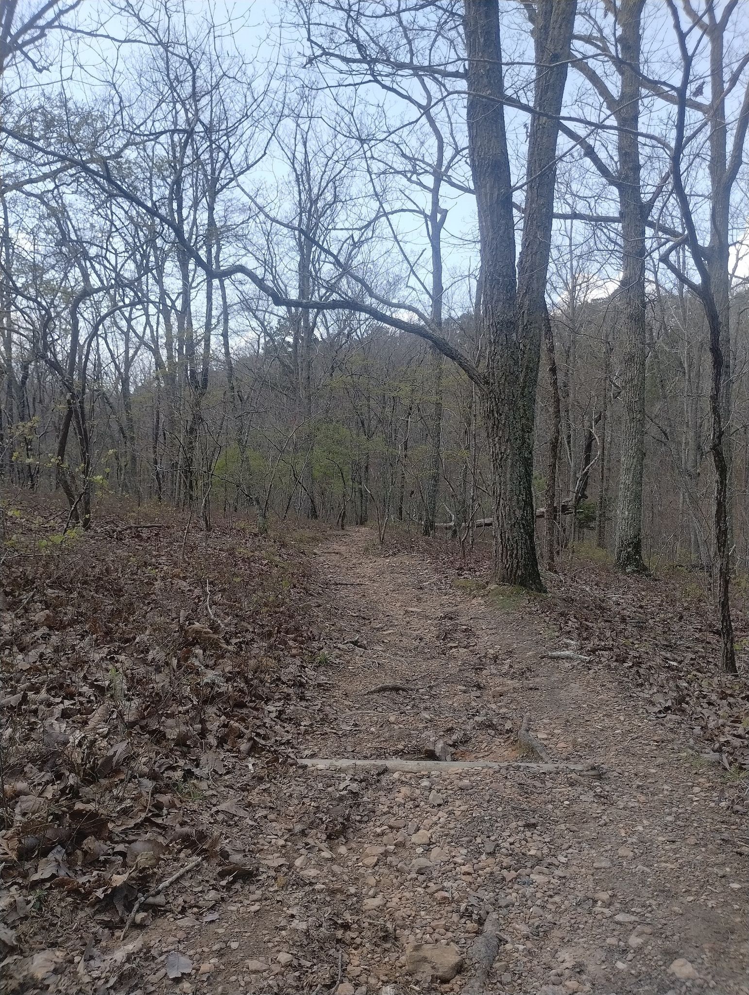 A dim, wide dirt trail winds through a forest of bare trees. - CCC Hatchery Pond loop from Delano Lake Dam