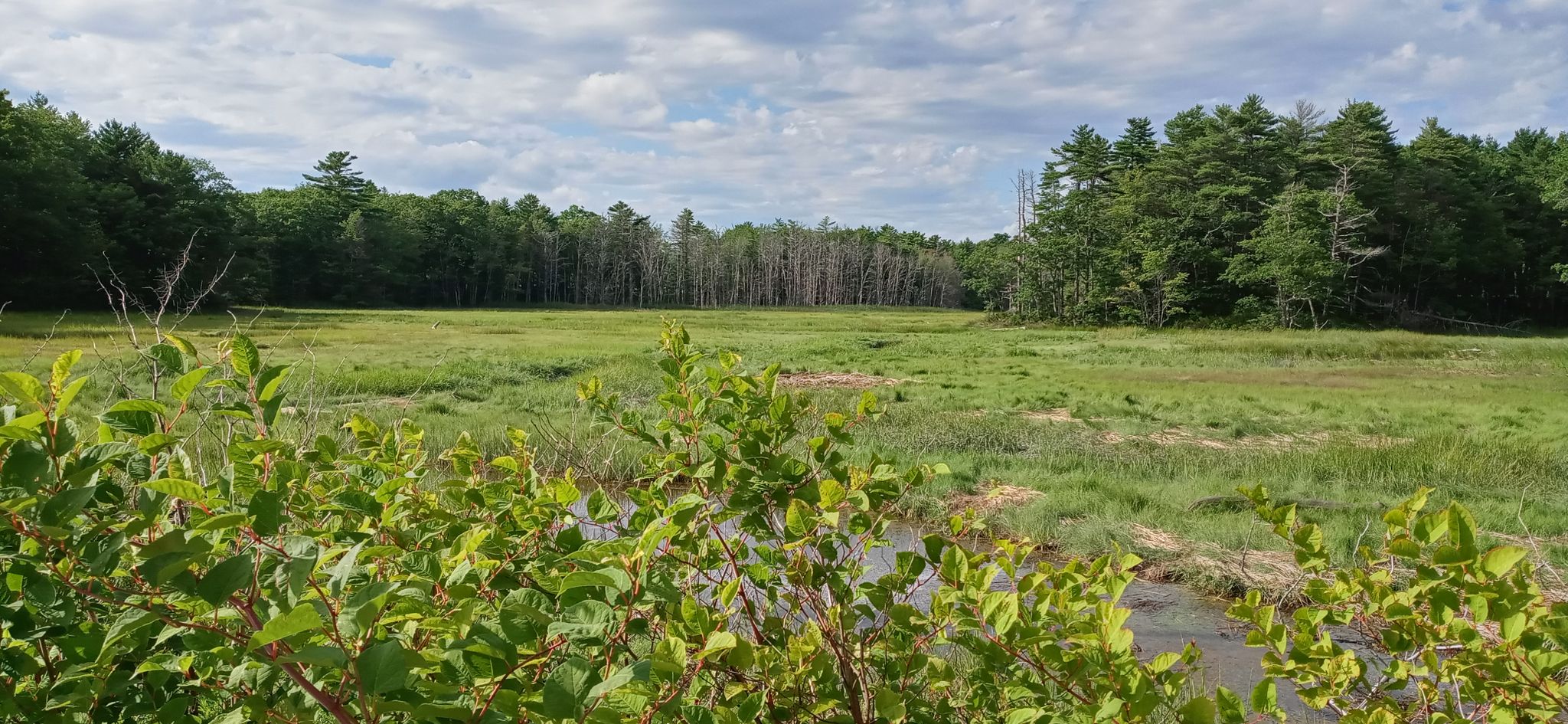 Expansive green marshland with distant trees under a bright, cloudy sky. - Merrymeeting Dog Park – Androscoggin River Bike Path loop from Brunswick