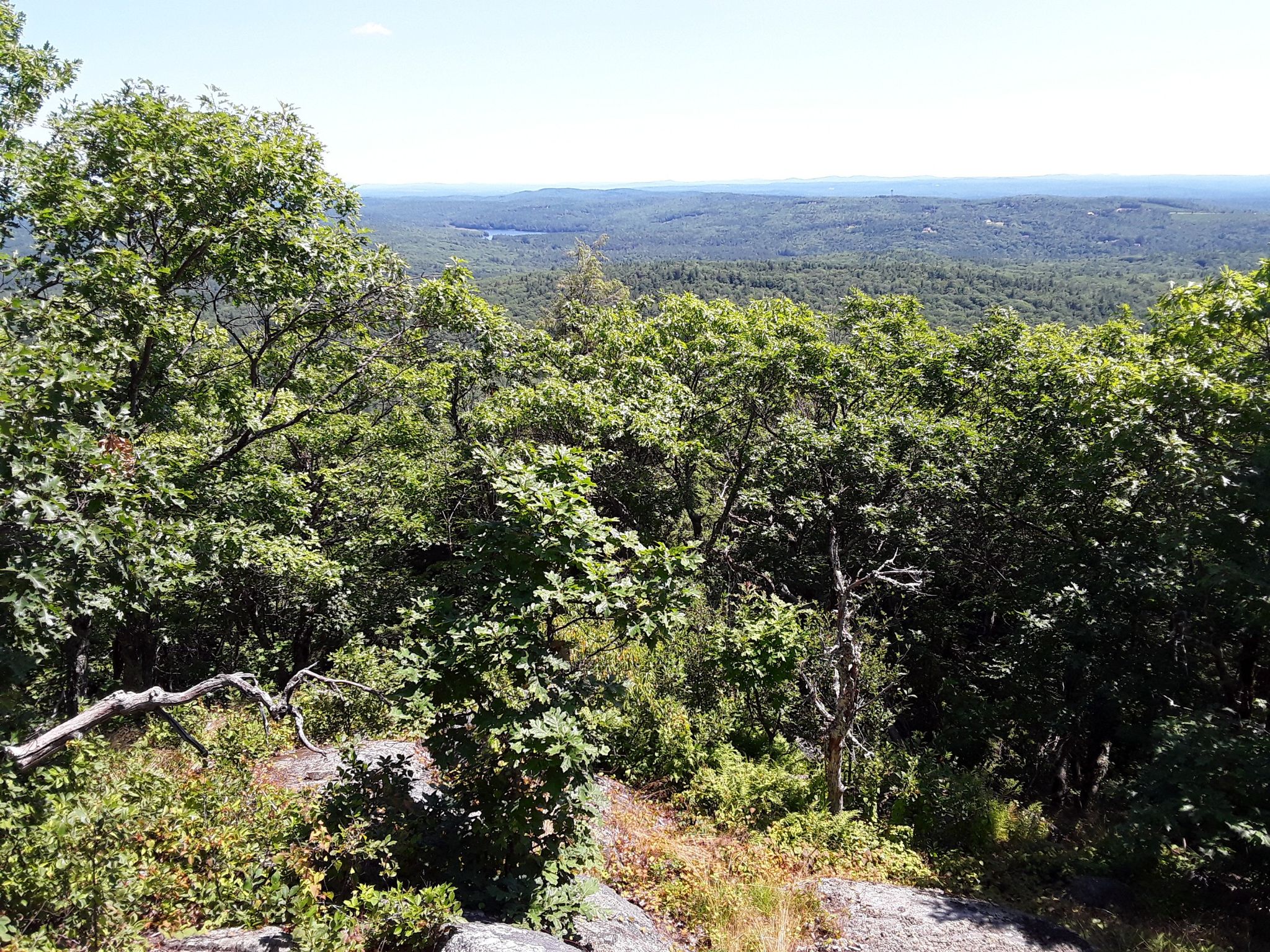 Sunny overlook of a vast green forest and distant hills under a clear sky. - Crotched Mountain Summit East and West Trail Loop