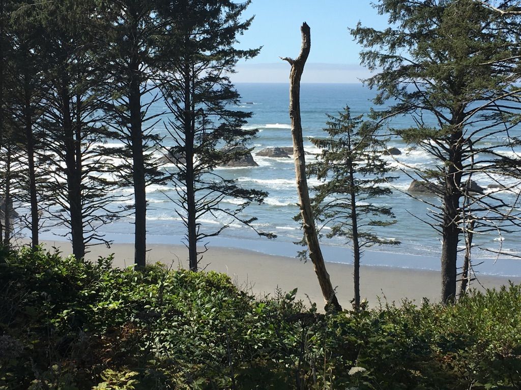 Sunny coastal view with evergreen trees framing a sandy beach and ocean waves. - Ruby Beach to Anderson Homestead Wildlife Area