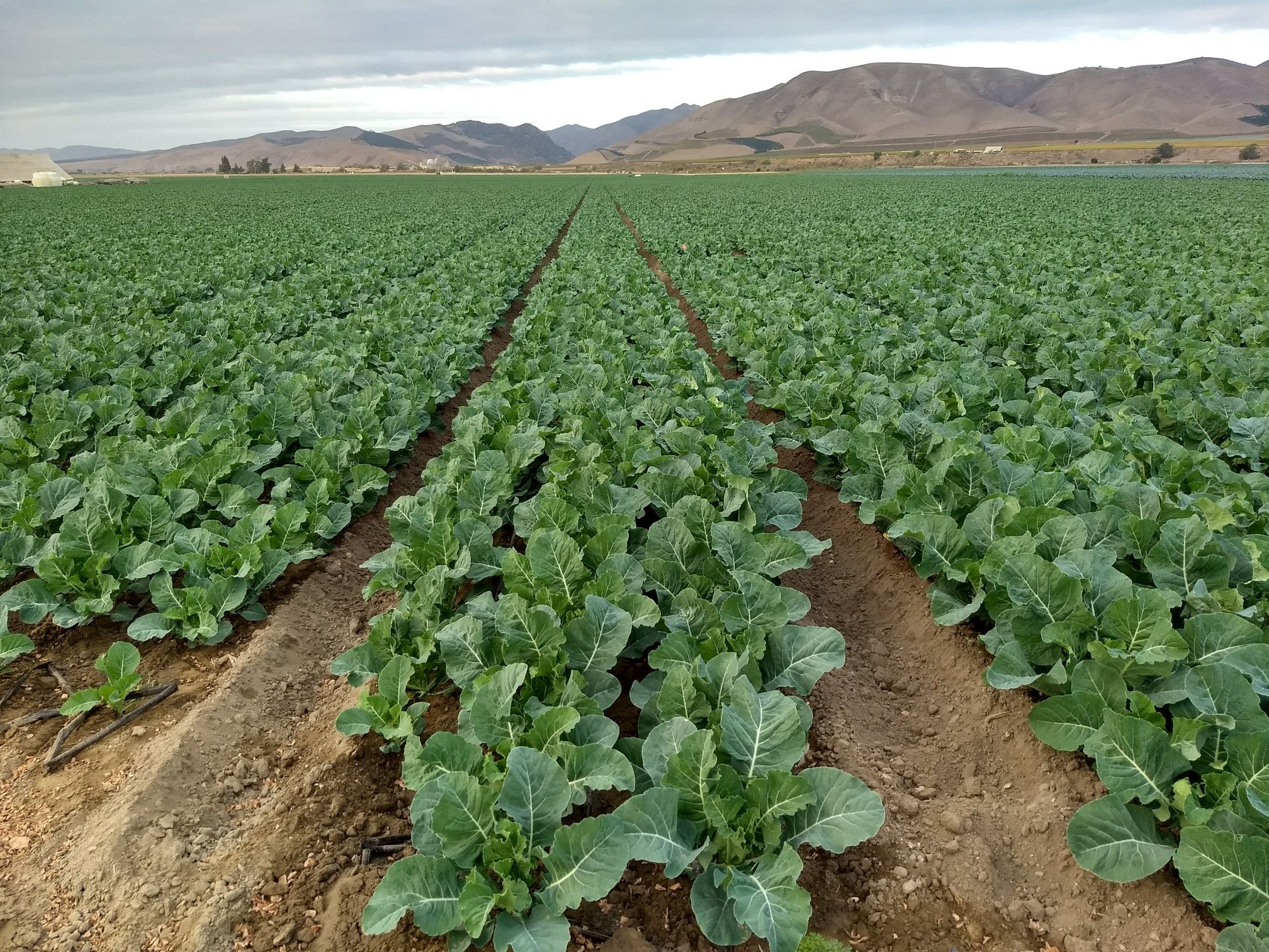 Expansive field of green crops under a cloudy sky with distant mountains. - Los Flores Ranch Park – Garey Deli & Store loop from Garey