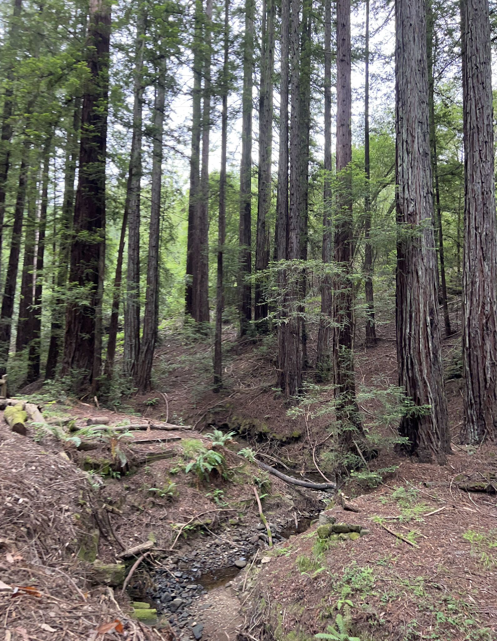 Tall, slender trees tower over a forest floor with a dry stream bed. - Redwood Peak loop