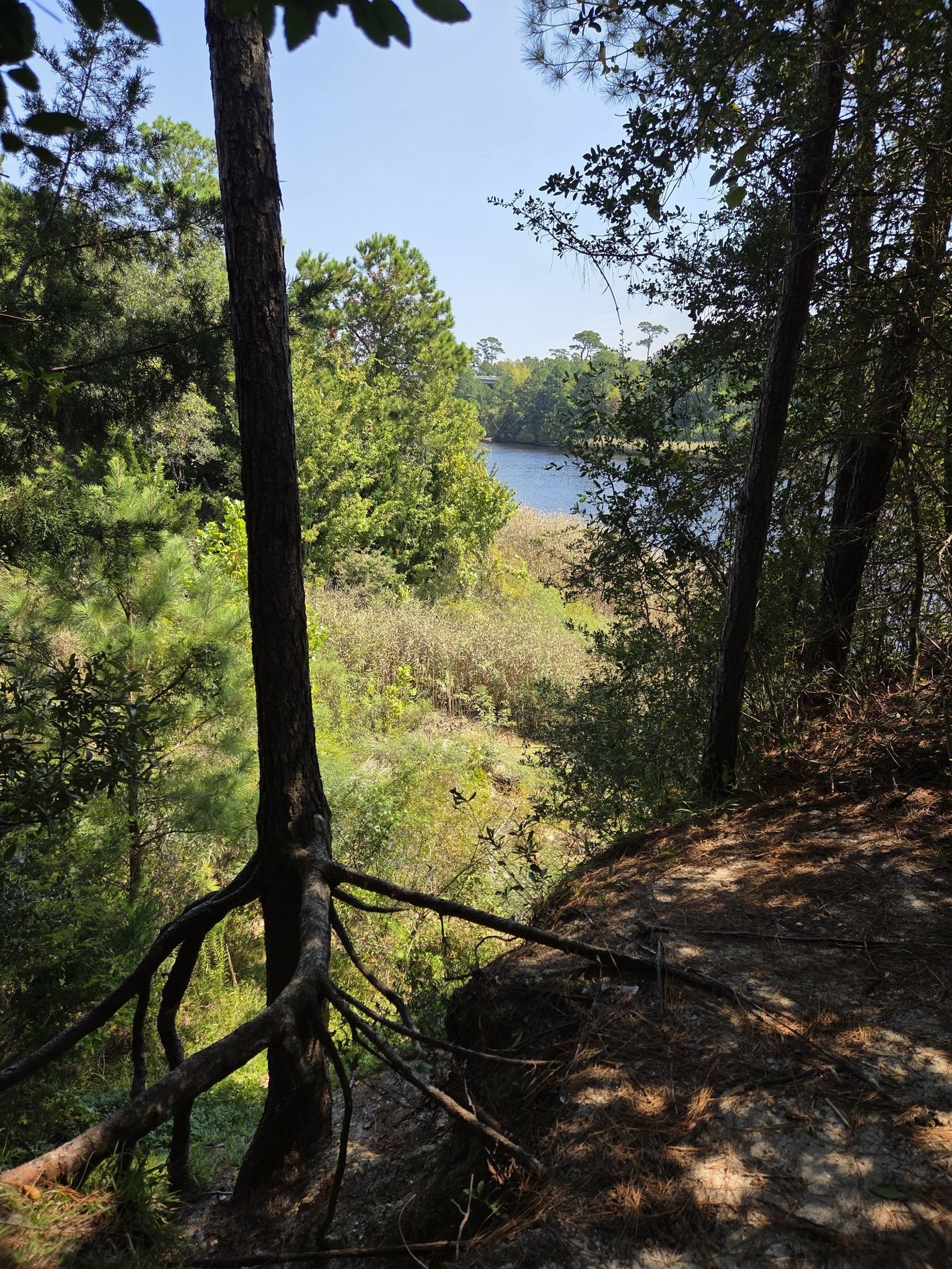 Sunny view of a distant lake through dense forest from a high bank. - The Hulk