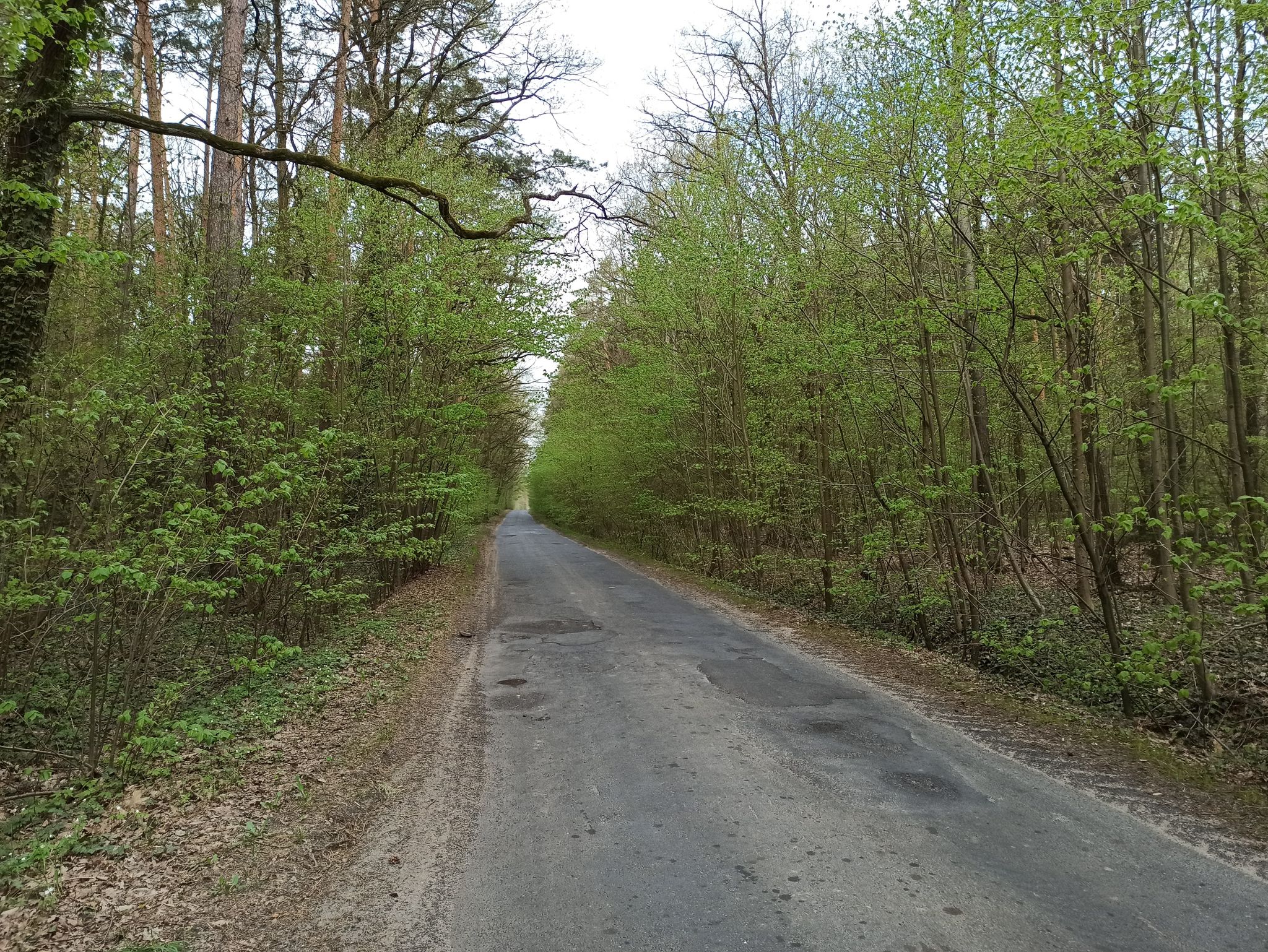Ryczeń - Osetno