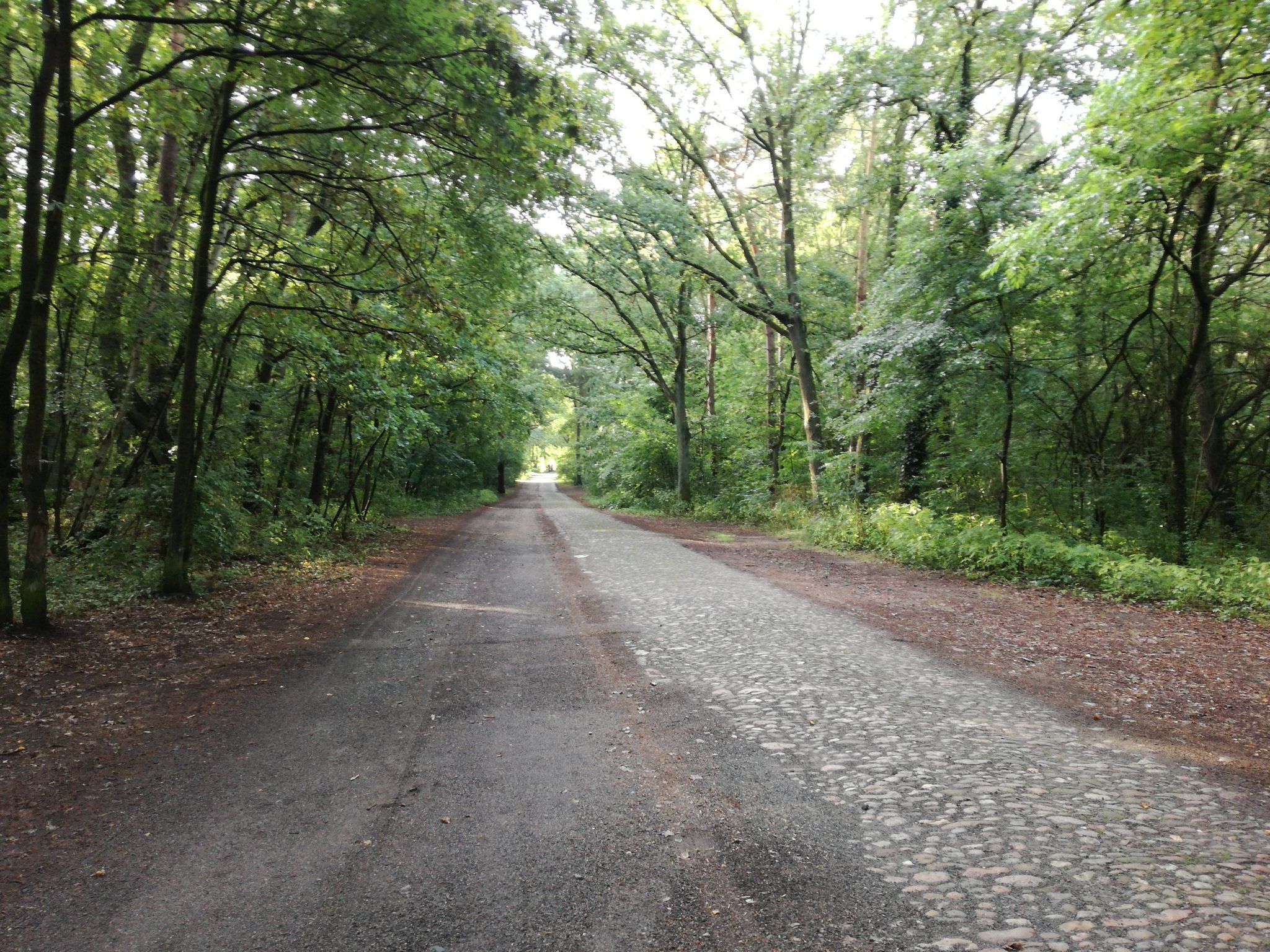 Ride through the woods for a short distance