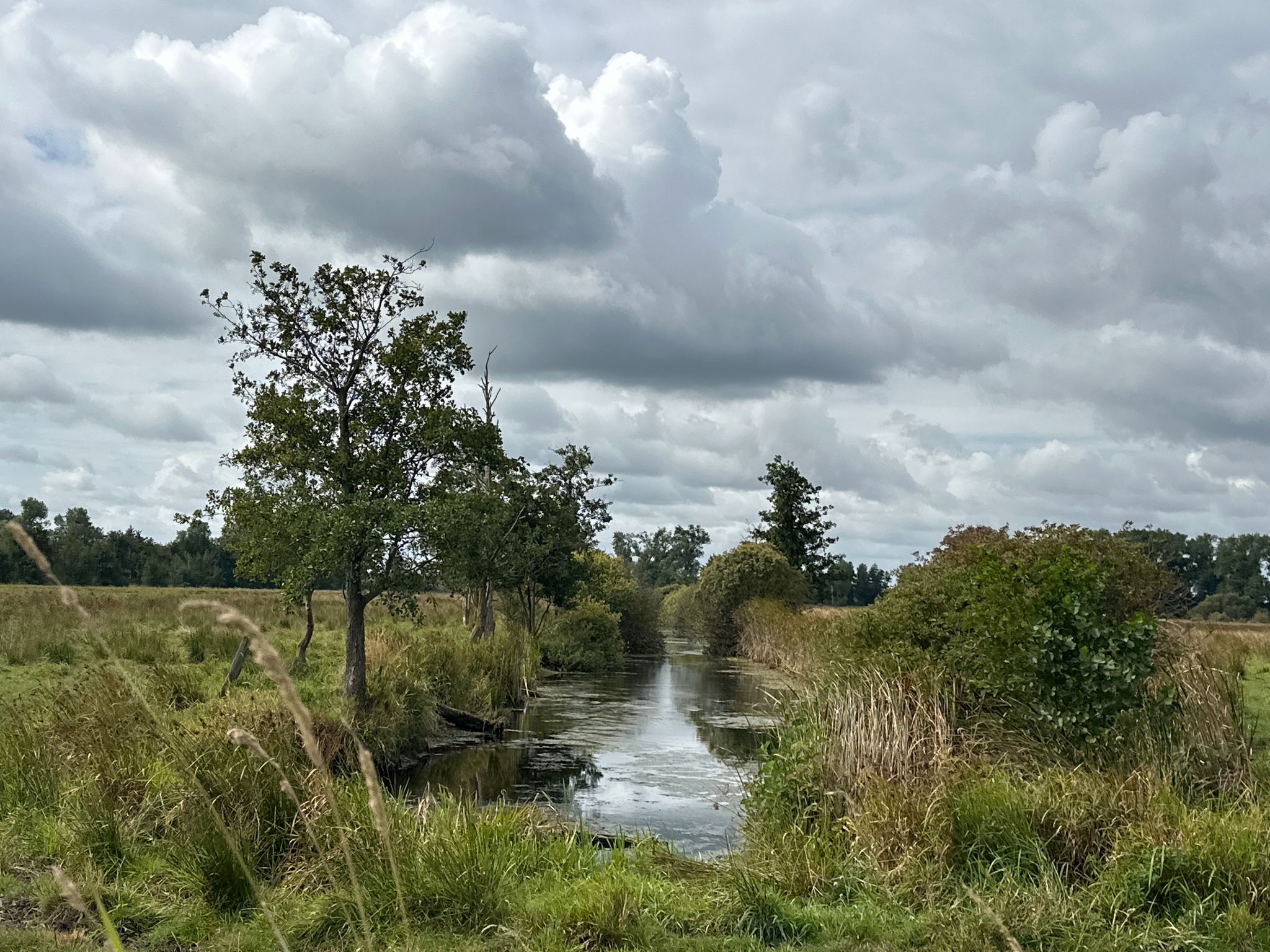 Natur pur im Drömling