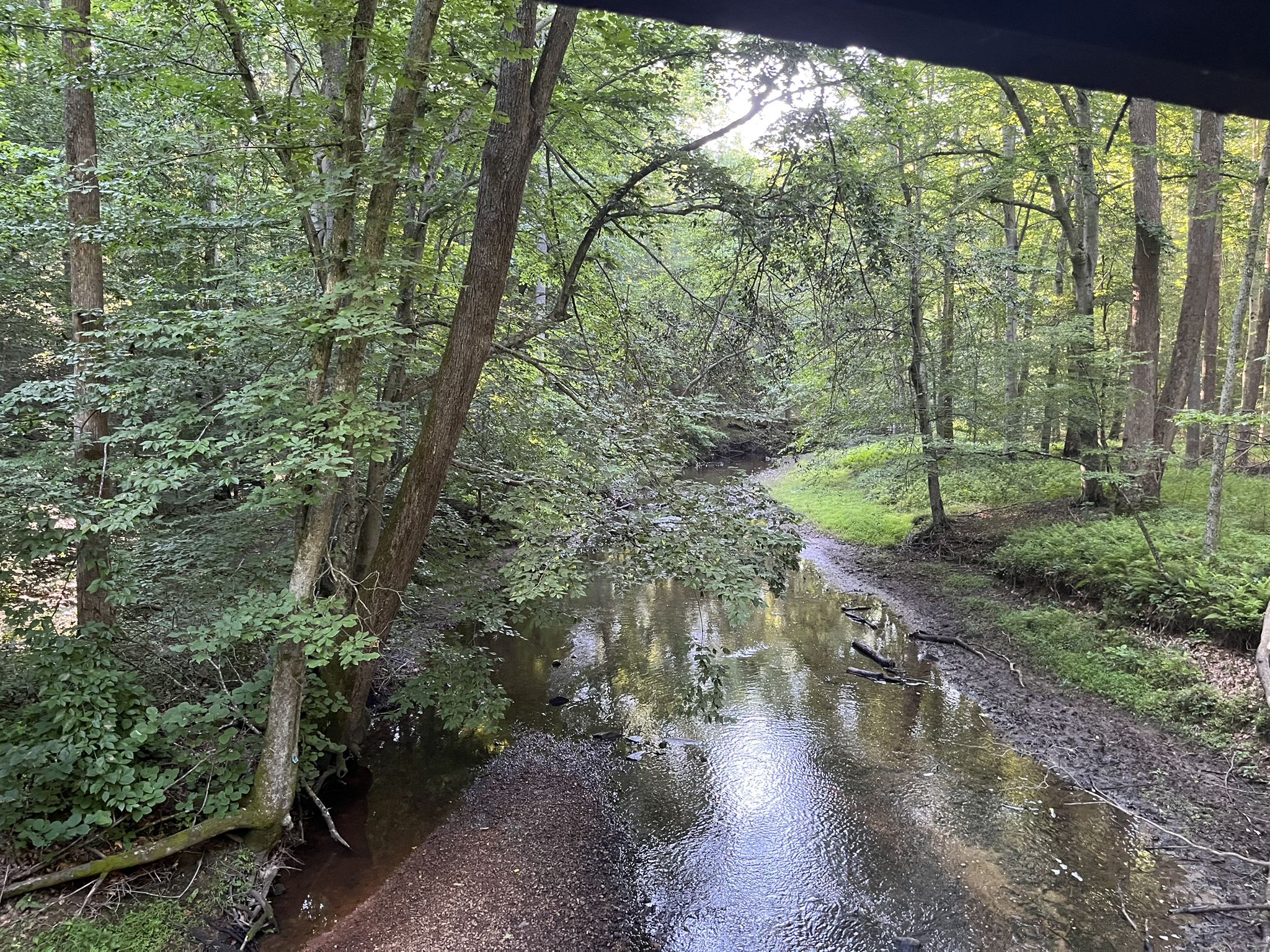 A winding stream flows through a dense, sunlit green forest. - Prince William Forest Park loop via Scenic Drive