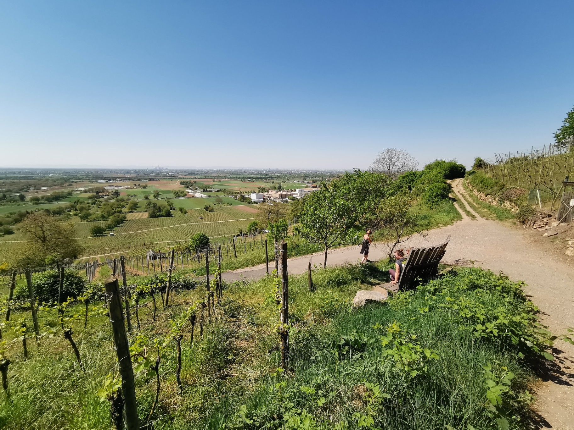 Die Fassdaubenbank oberhalb von Schriesheim mit einem traumhaften Blick in die Rheinebene