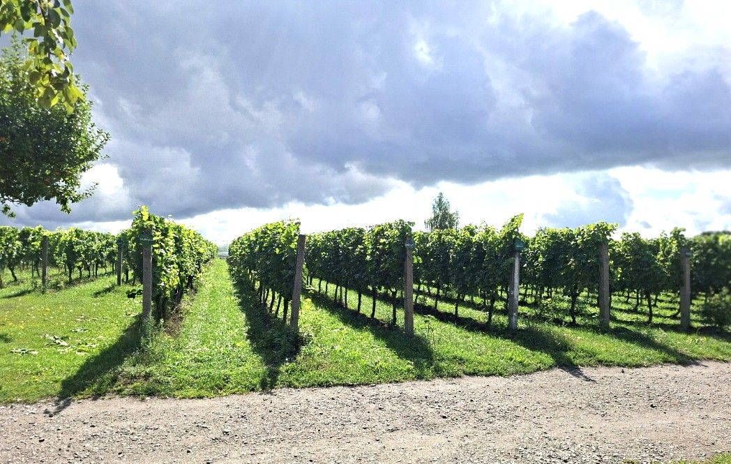 Pillgram, Weingut Pattke. Weinanbau im Oderland? Hab ich bisher nicht ghewußt.