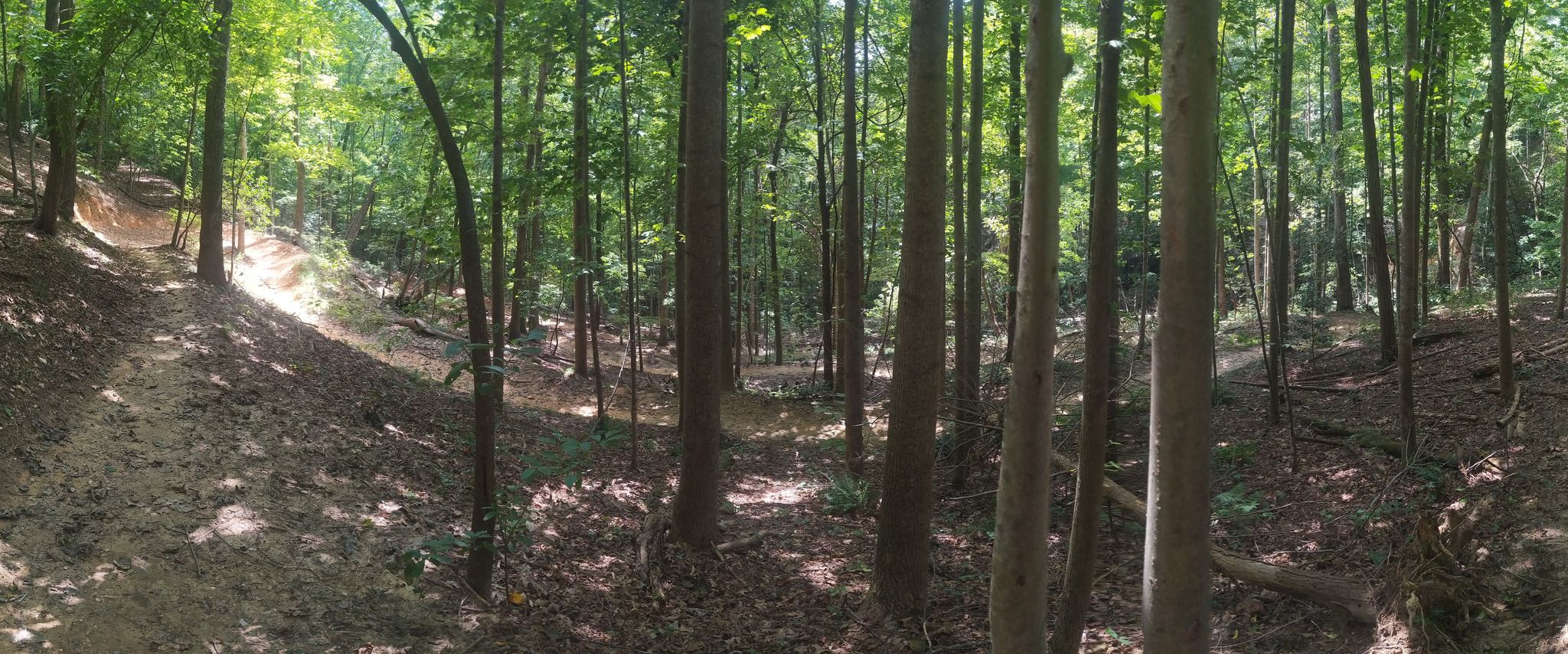 A winding dirt path through a sunlit, dense forest with tall trees. - Buffalo Creek Park Loop