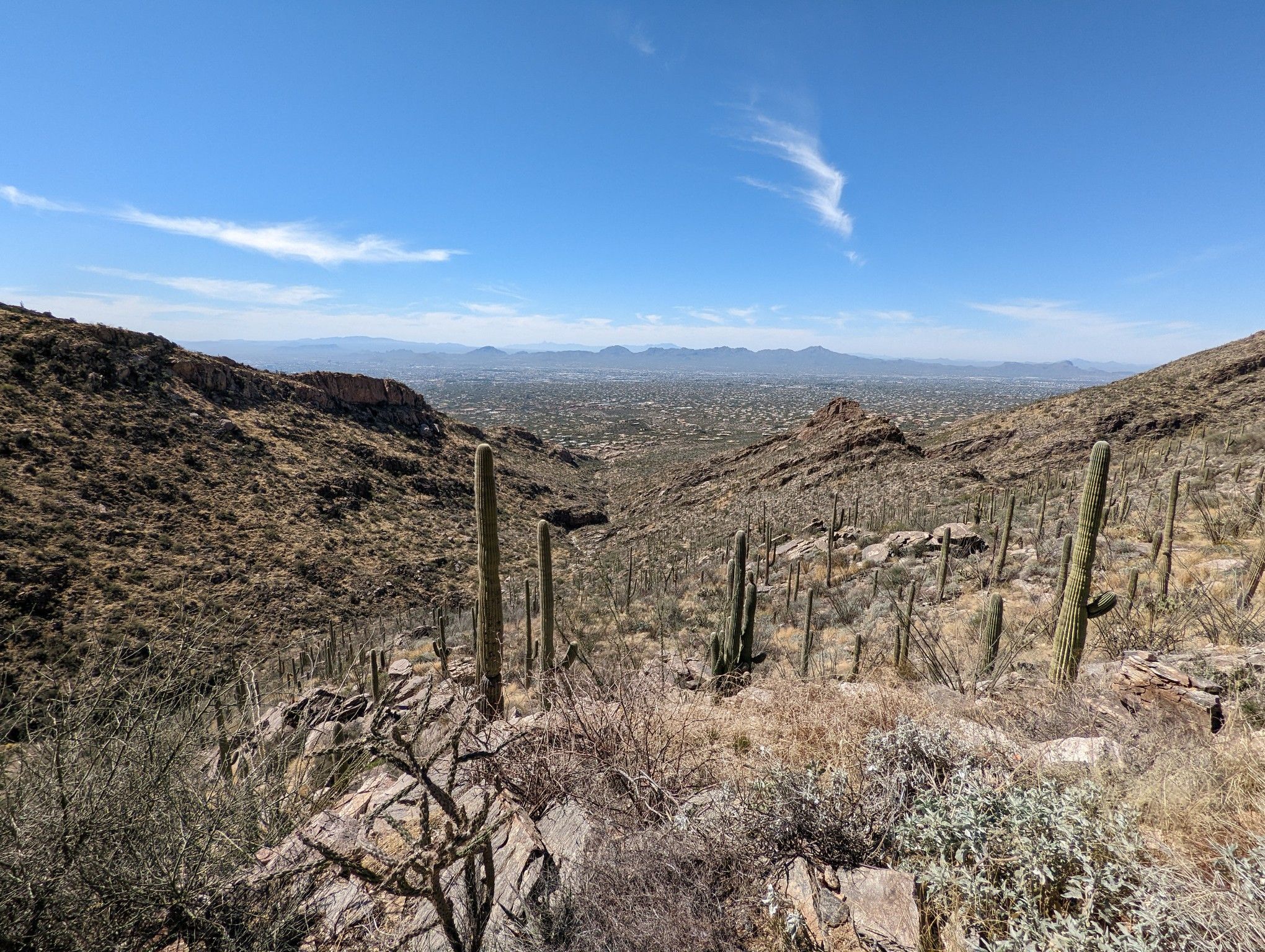 Arid desert valley with saguaro cacti under a bright blue sky. - Finger Rock and Pontatoc Loop