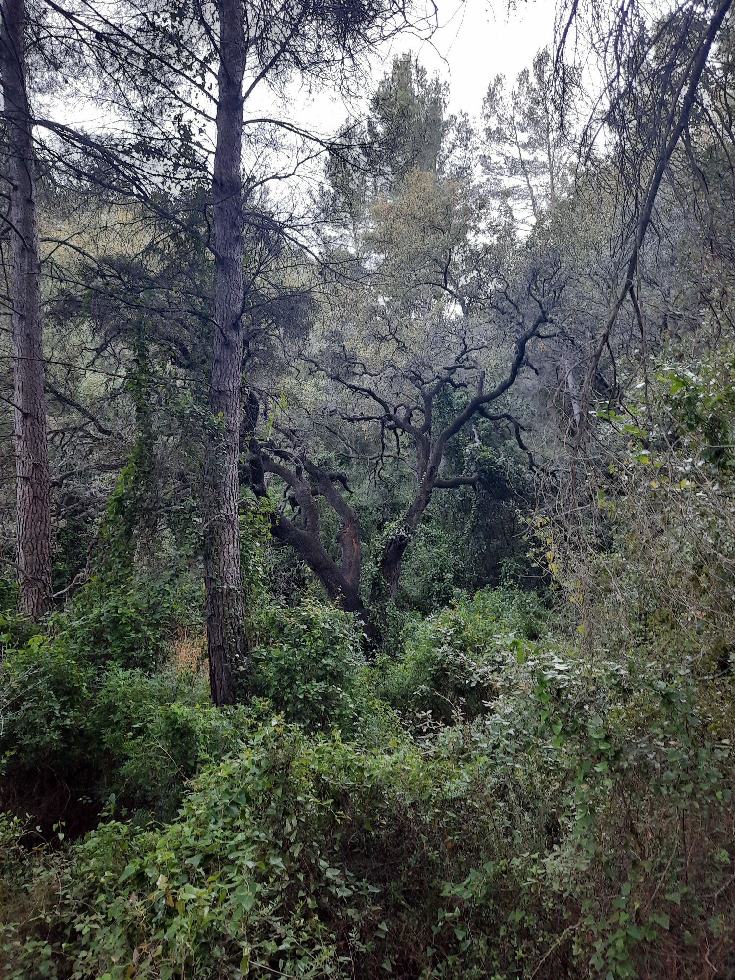 Árbol centenario 🌳