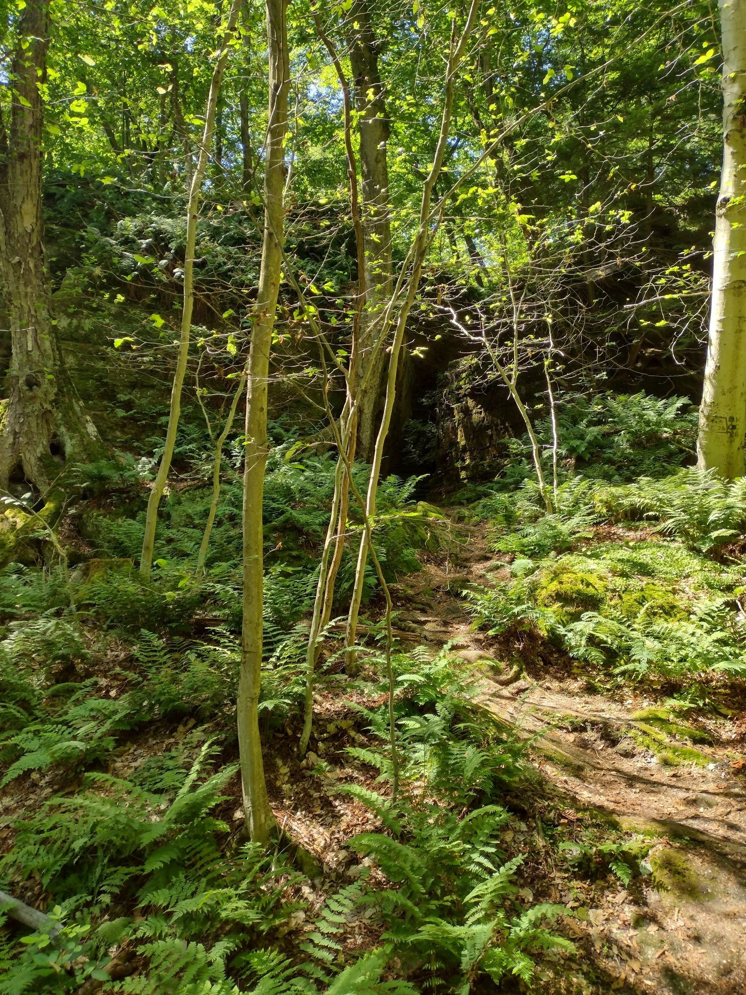 Sunlit forest path winding through dense green ferns and trees. - Panama Rocks Loop