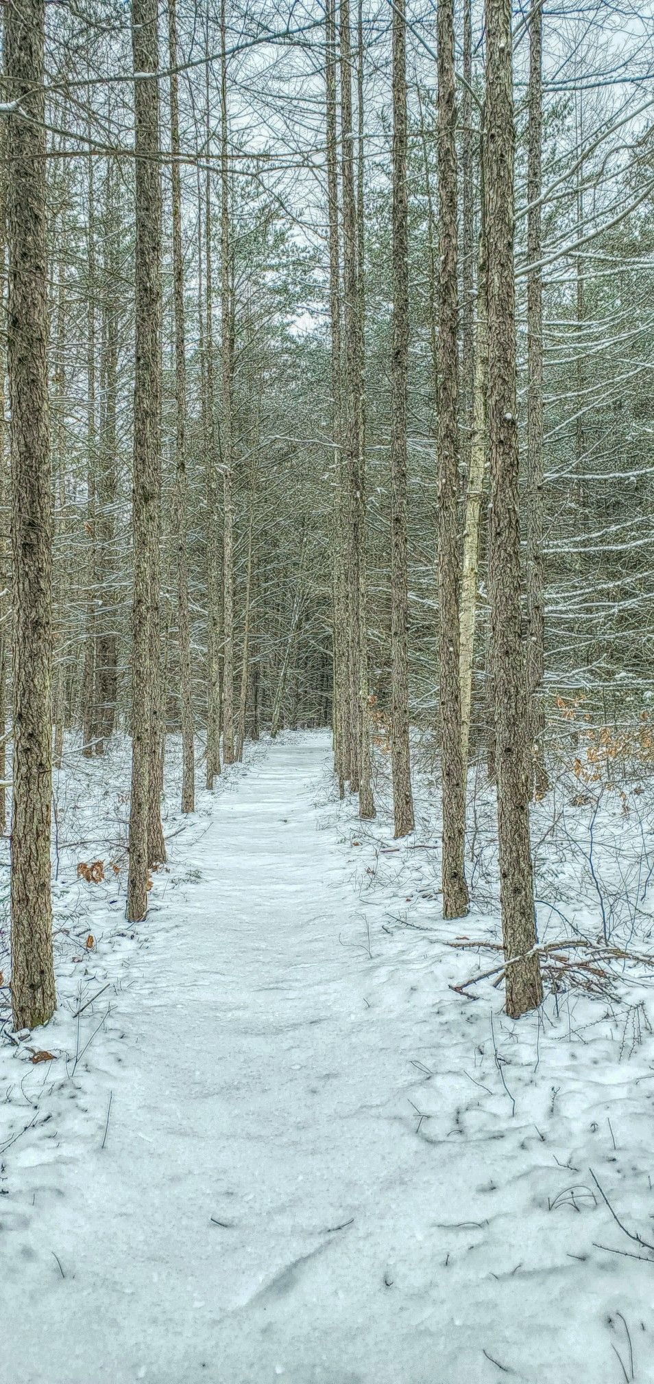 Snow-covered path winding through a dense, tall winter forest under soft light. - North Country National Scenic Trail